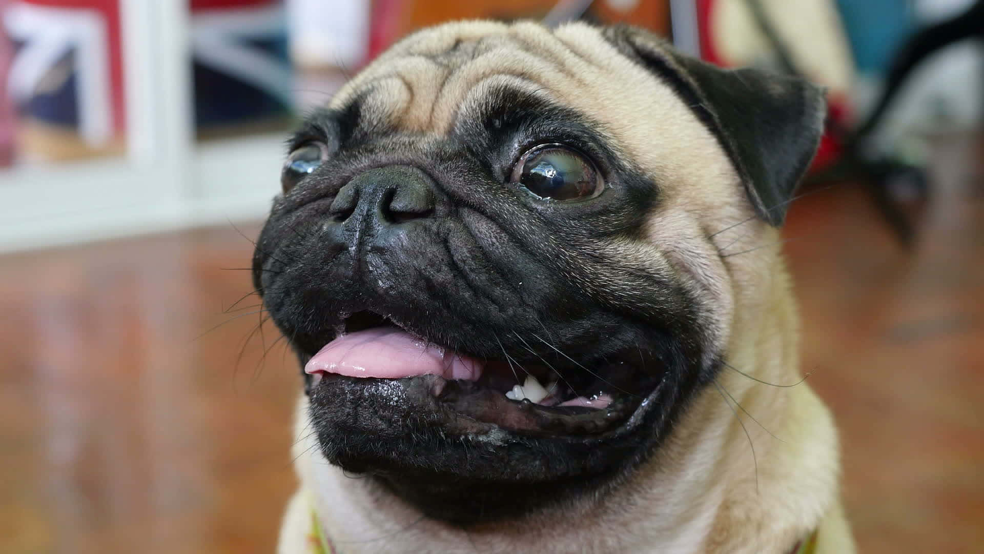 狗 桌布 壁紙 — 一隻快樂的巴哥犬特寫，睜大眼睛伸出舌頭，好奇地抬頭望向室內。