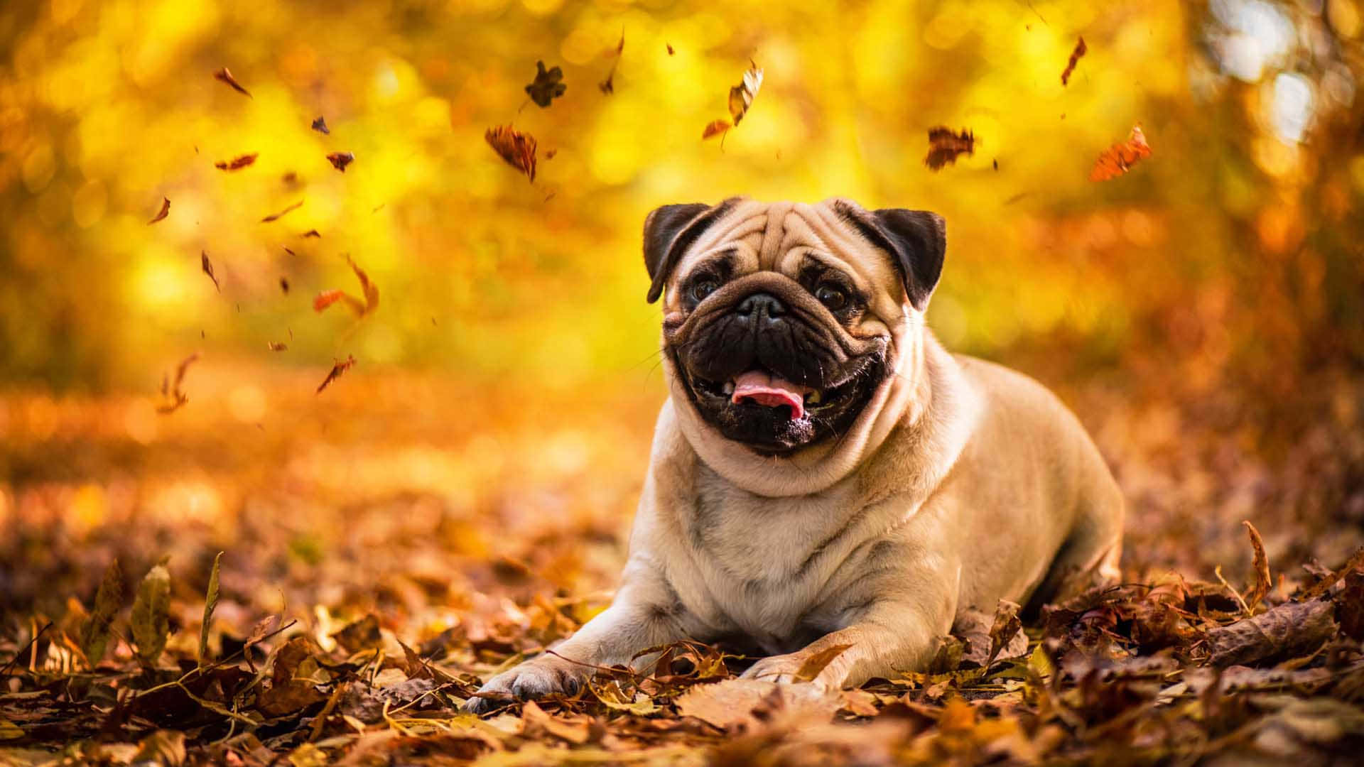 一隻微笑的巴哥犬在森林中落葉間休息。 — 寵物動圖 壁紙