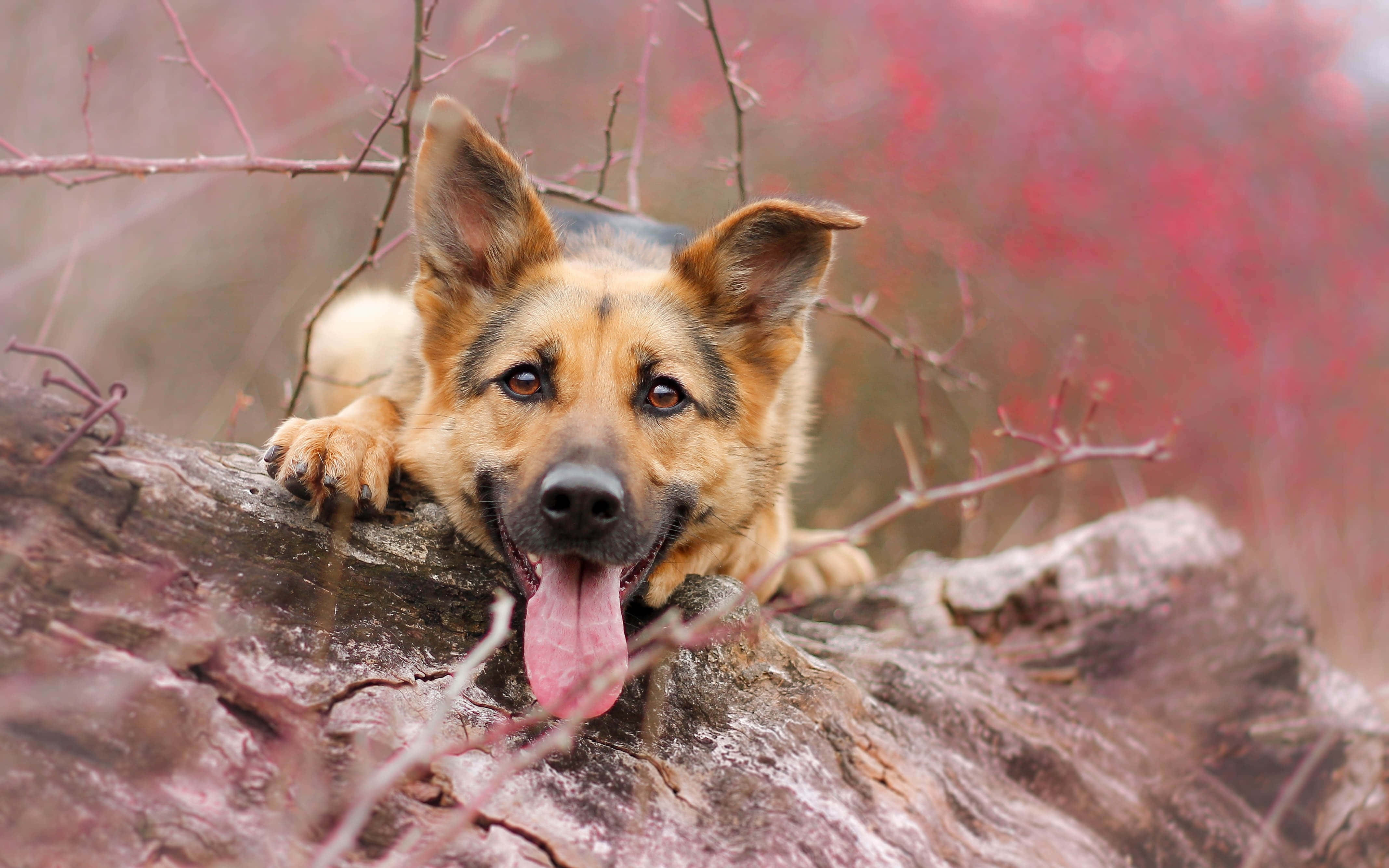 German Shepherd 桌布 壁紙 — 一隻快樂的德國牧羊犬在長滿苔蘚的石頭上休息，伸出舌頭，周圍是鮮紅的秋葉。