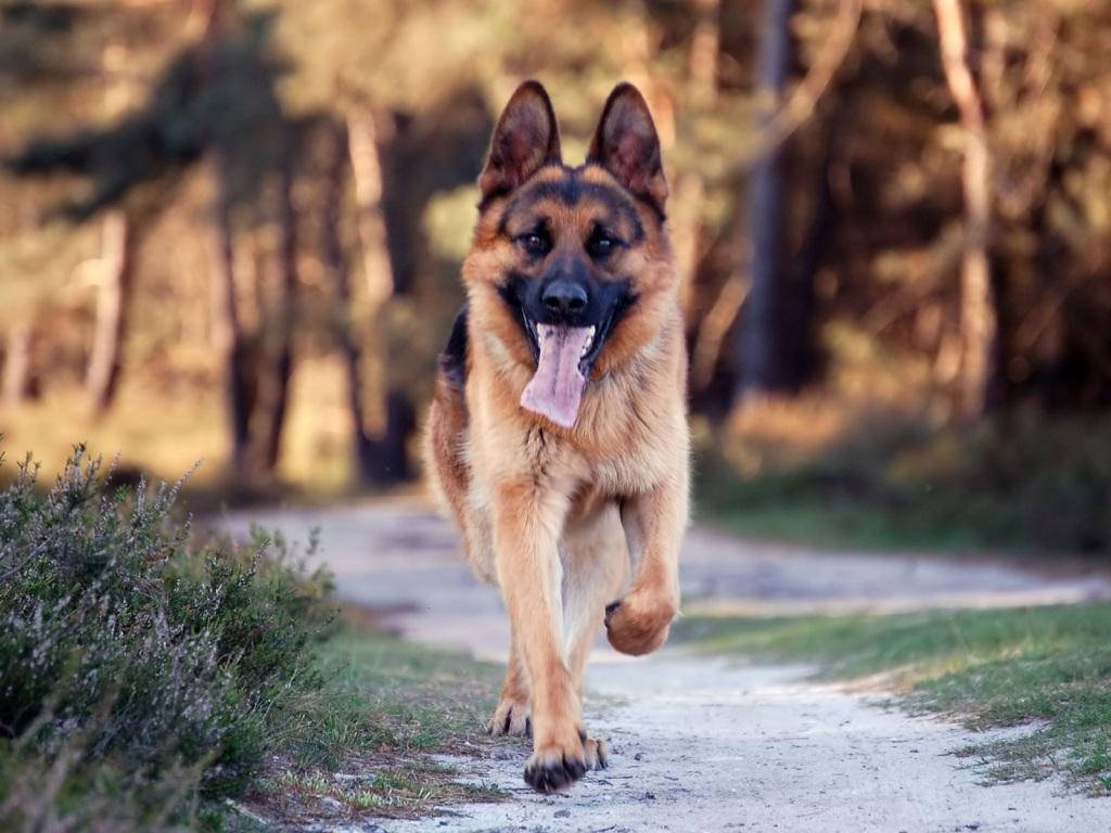 Big Dog 桌布 壁紙 — 一隻快樂的德國牧羊犬在陽光明媚的森林小徑上伸出舌頭跑向鏡頭。