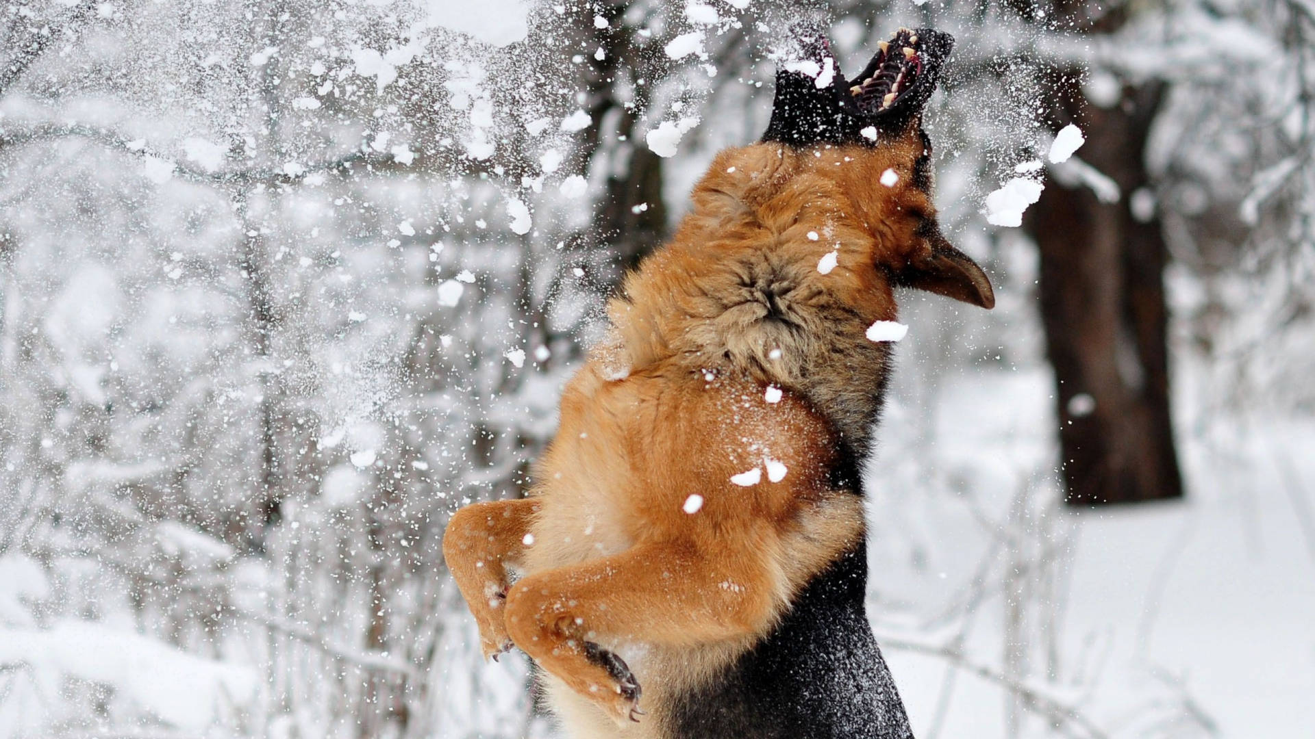 German 桌布 壁紙 — 一隻快樂的德國牧羊犬在雪地森林中跳躍，以嬉戲的能量將雪拋向空中。