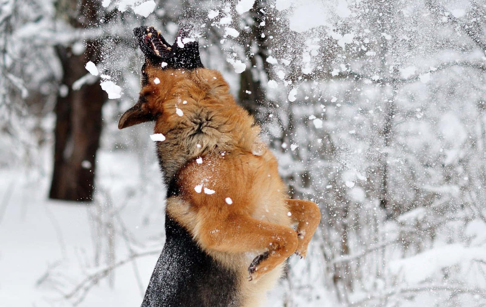 可愛狗狗 桌布 壁紙 — 一隻快樂的德國牧羊犬在雪地森林中跳躍，踢起雪花，背景是模糊的冬季樹木。