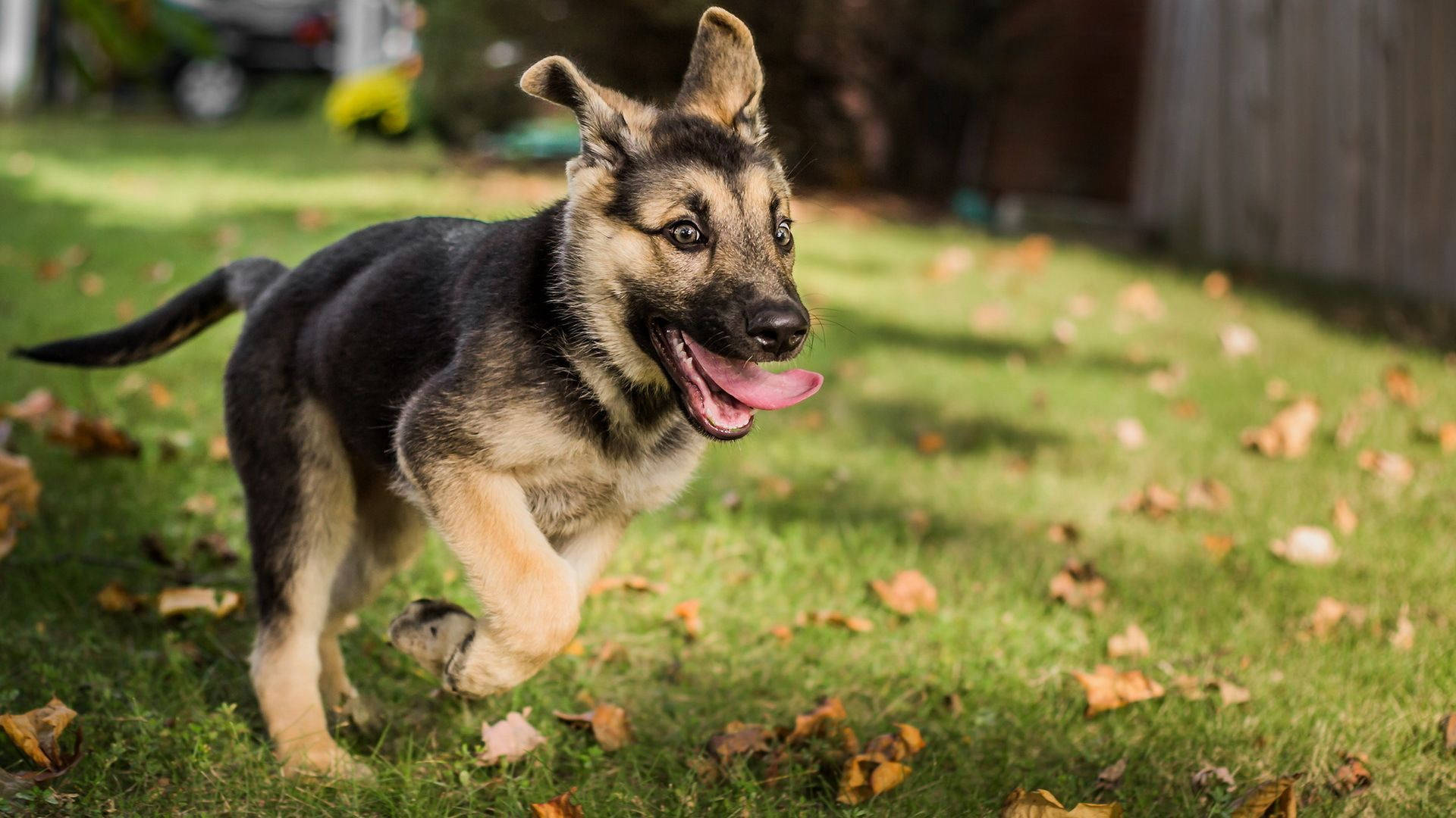 German 桌布 壁紙 — 一隻快樂的德國牧羊犬幼犬在陽光明媚、散落著秋天落葉的草地上奔跑。