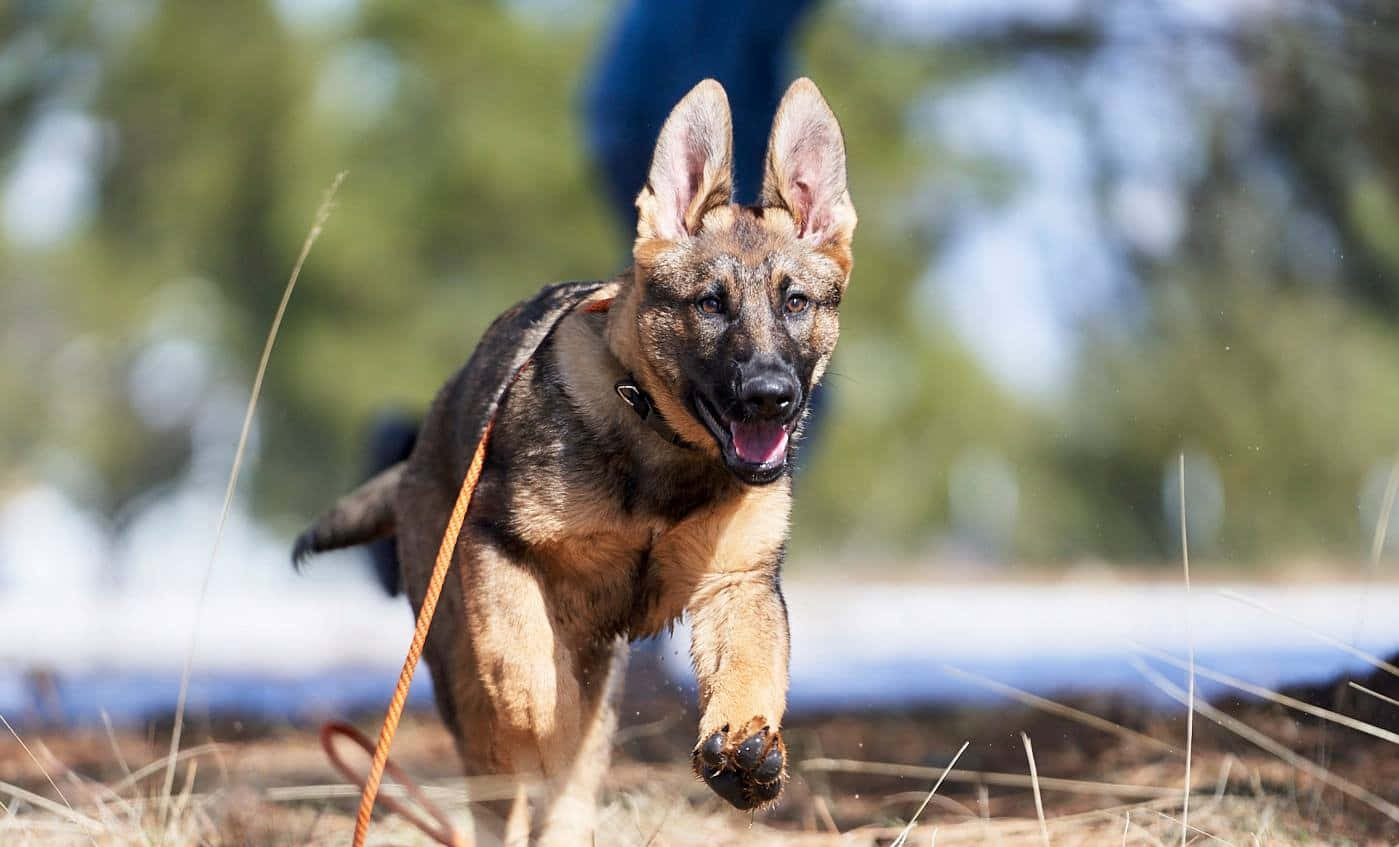 German Shepherd 桌布 壁紙 — 一隻快樂的德國牧羊犬幼犬張開嘴巴、豎起耳朵，精力充沛地跑過乾草。
