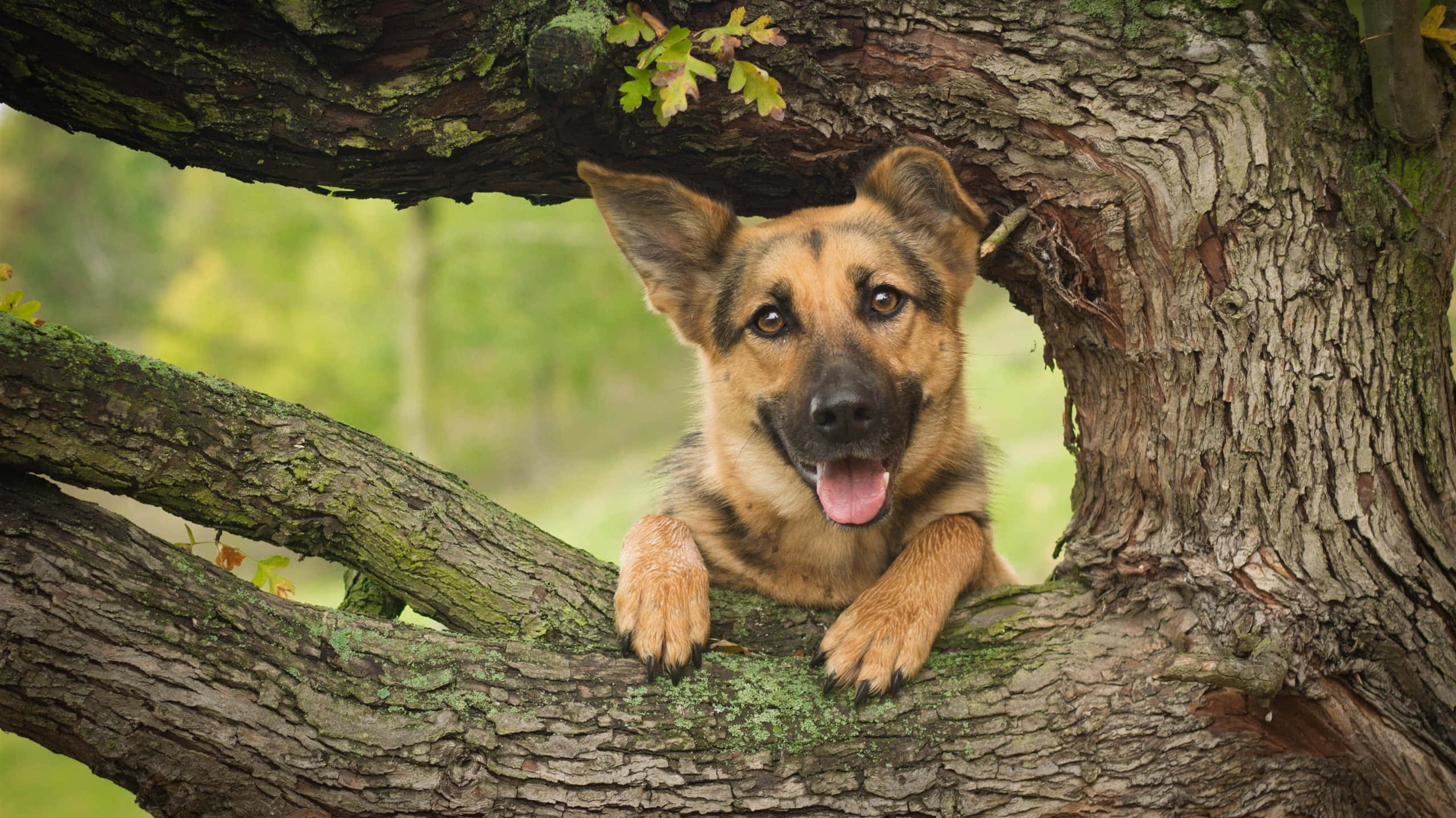 German Shepherd 桌布 壁紙 — 一隻快樂的德國牧羊犬幼犬從樹洞中探出頭來，樹洞有長滿苔蘚的樹皮和綠葉。