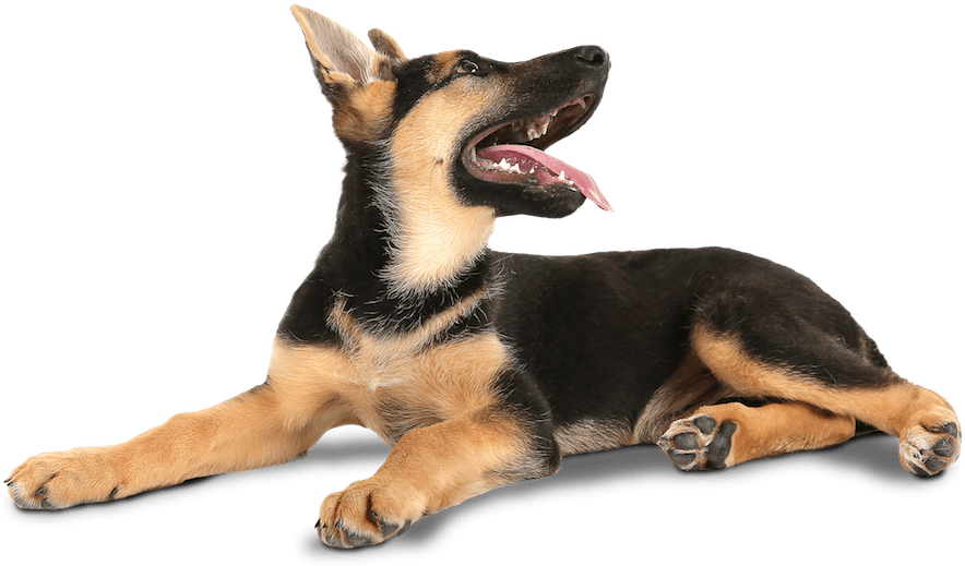 German Shepherd 桌布 壁紙 — 一隻快樂的德國牧羊犬幼犬放鬆地躺在純黑背景上，伸出舌頭，耳朵豎起，帶著玩樂的警覺。