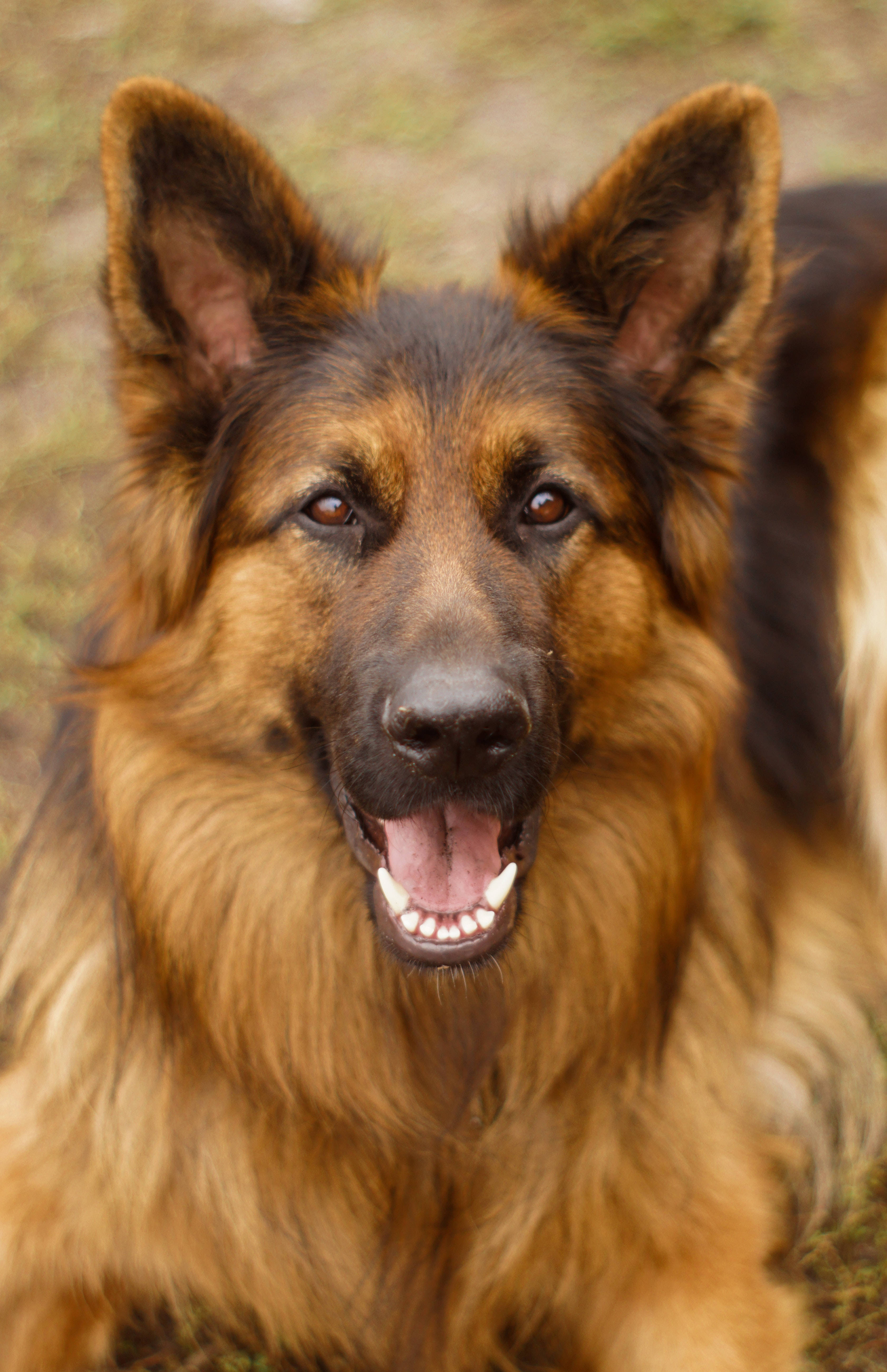 German Shepherd 桌布 壁紙 — 一隻快樂的德國牧羊犬張開嘴巴露出開心的笑容，在模糊的草地背景下直視鏡頭。