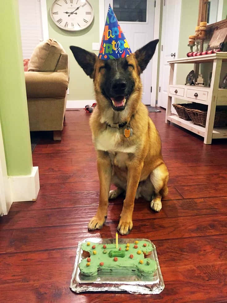 狗 桌布 壁紙 — 一隻快樂的德國牧羊犬戴著藍色生日帽，自豪地坐在硬木地板上，面前有一個骨頭形狀的蛋糕，上面插著一根蠟燭。