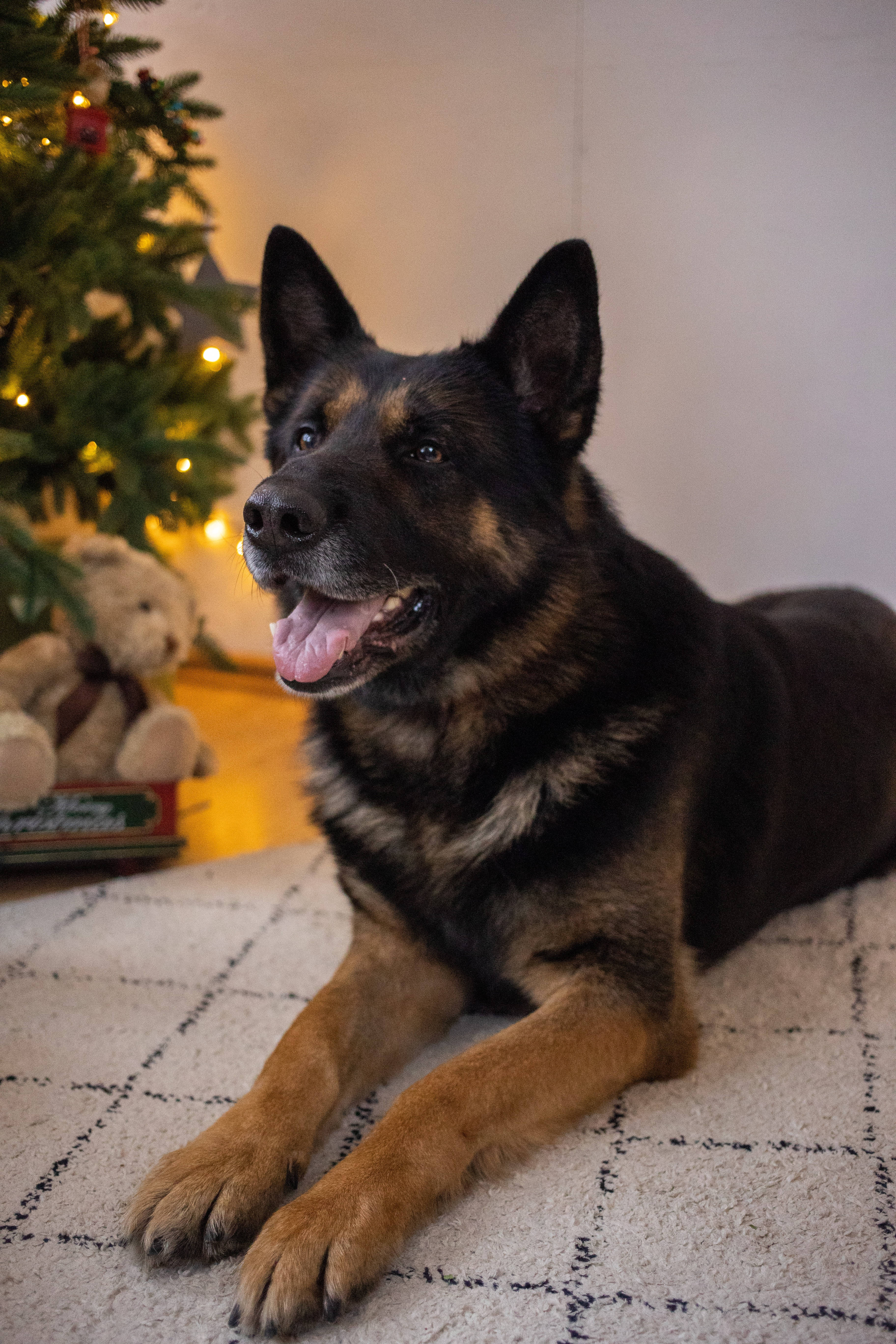 狗 桌布 壁紙 — 一隻快樂的德國牧羊犬躺在圖案地毯上，旁邊是亮燈的聖誕樹，附近有一隻泰迪熊。