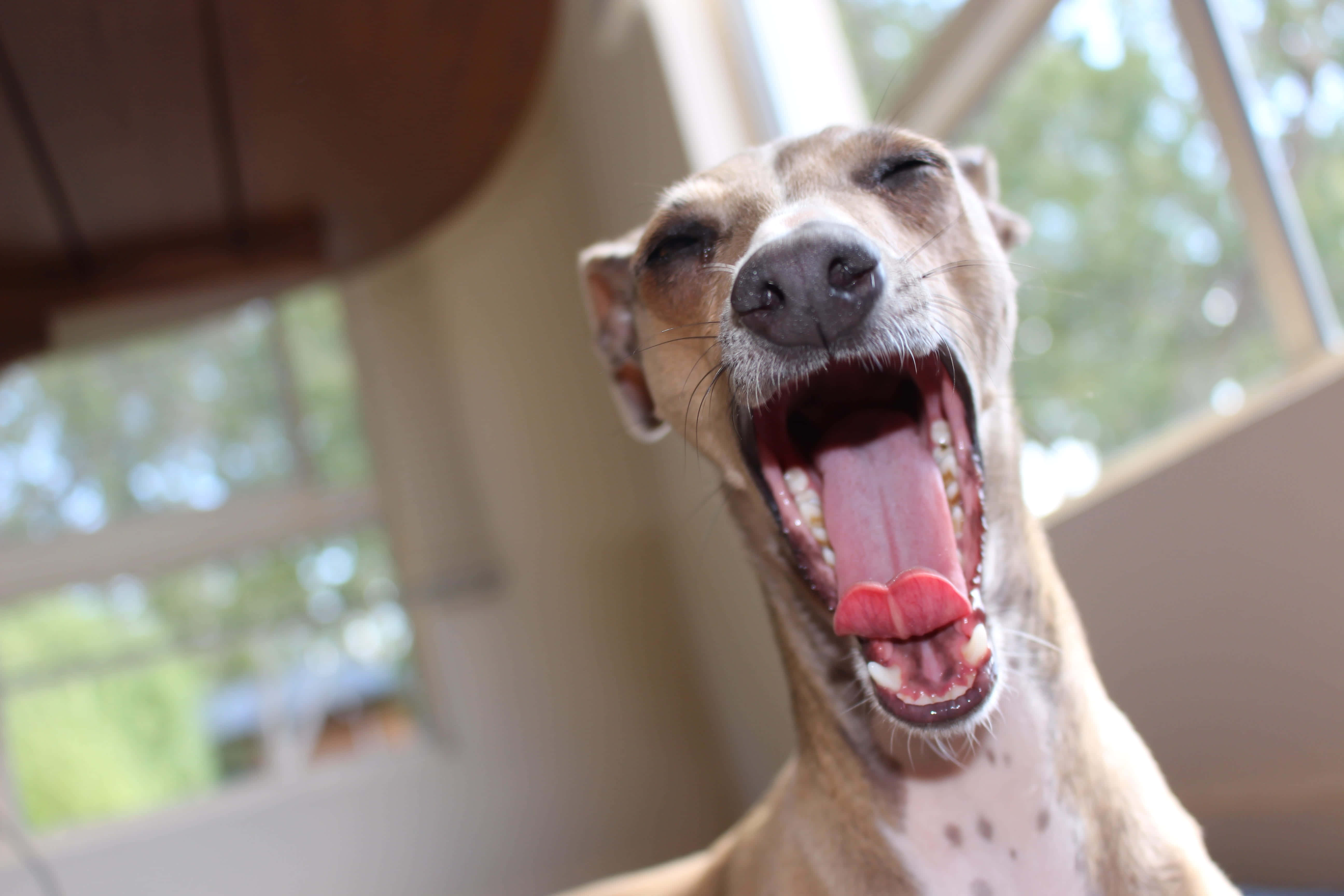 灰狗 桌布 壁紙 — 一隻快樂的惠比特犬在明亮的窗邊室內張大嘴巴打哈欠，舌頭伸出來。