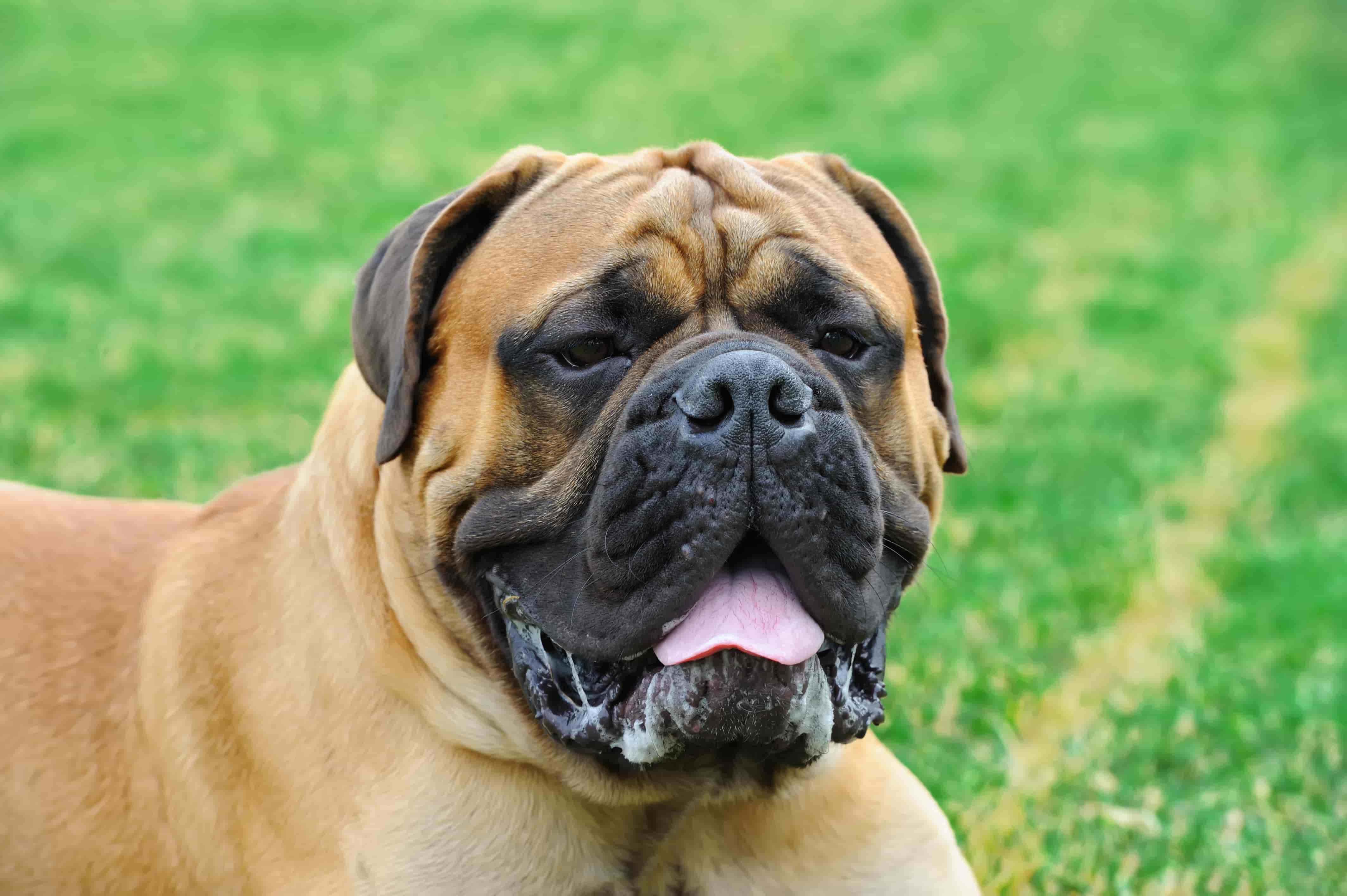 English Mastiff 桌布 壁紙 — 一隻快樂的拳師犬近距離特寫，臉上佈滿皺紋，粉紅色舌頭伸出，在充滿活力的綠色草坪上喘氣。