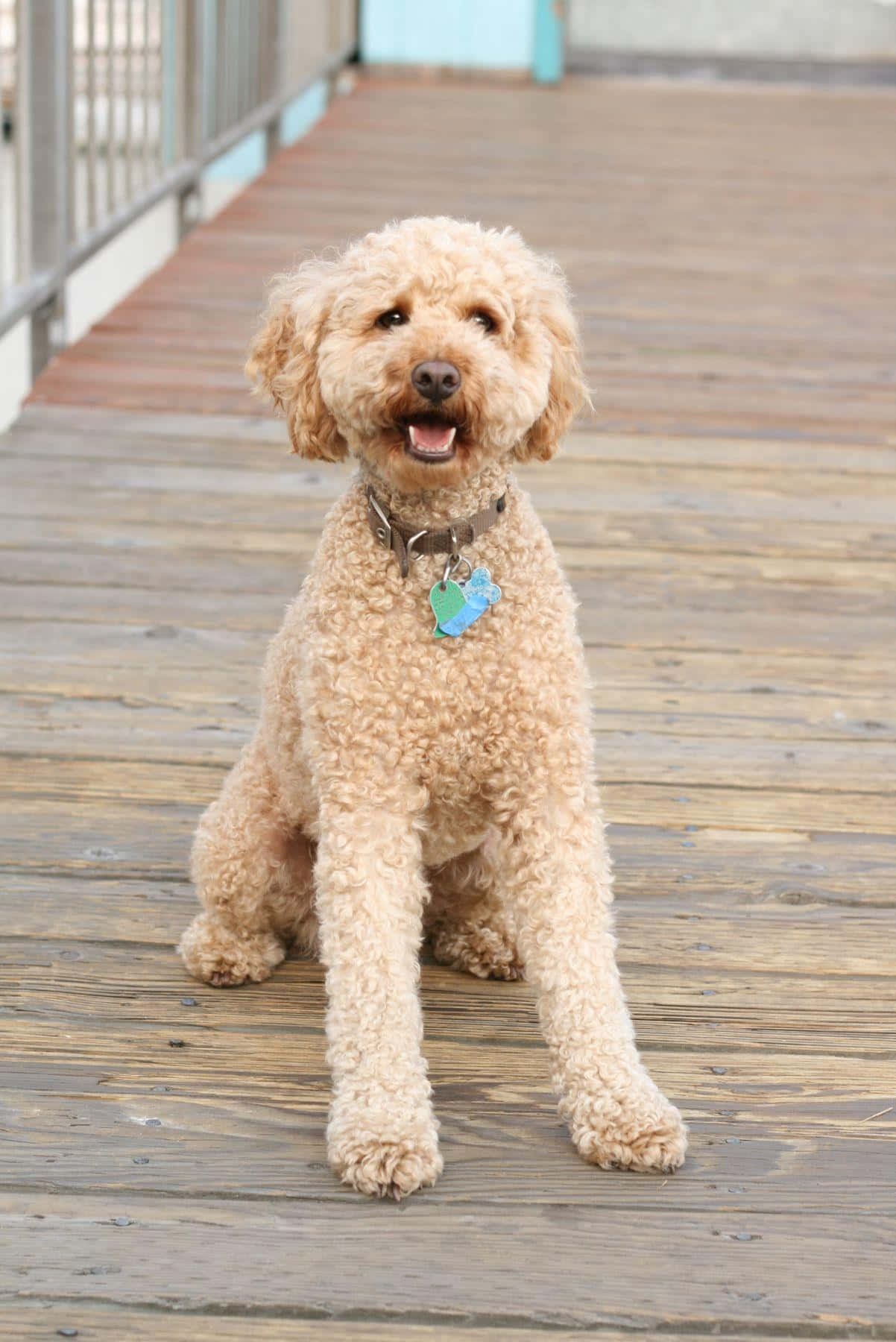 Labradoodle 桌布 壁紙 — 一隻快樂的捲毛狗坐在風化的木甲板上，伸出舌頭微笑。