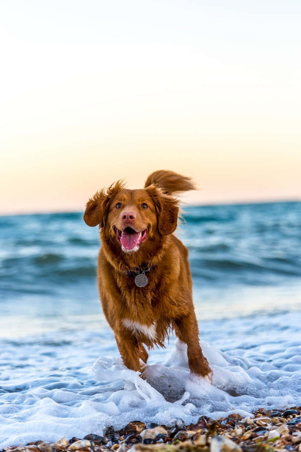 Aesthetic Dog 桌布 壁紙 — 一隻快樂的新蘇格蘭水鴨尋回犬在日落時分於卵石海灘上穿過海洋泡沫奔跑。