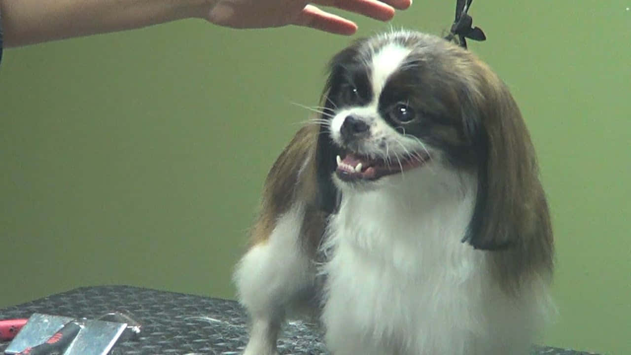 Pekingese 桌布 壁紙 — 一隻快樂的日本狆狗，長有絲質長毛，坐在美容檯上，一隻手在牠頭頂上方盤旋。