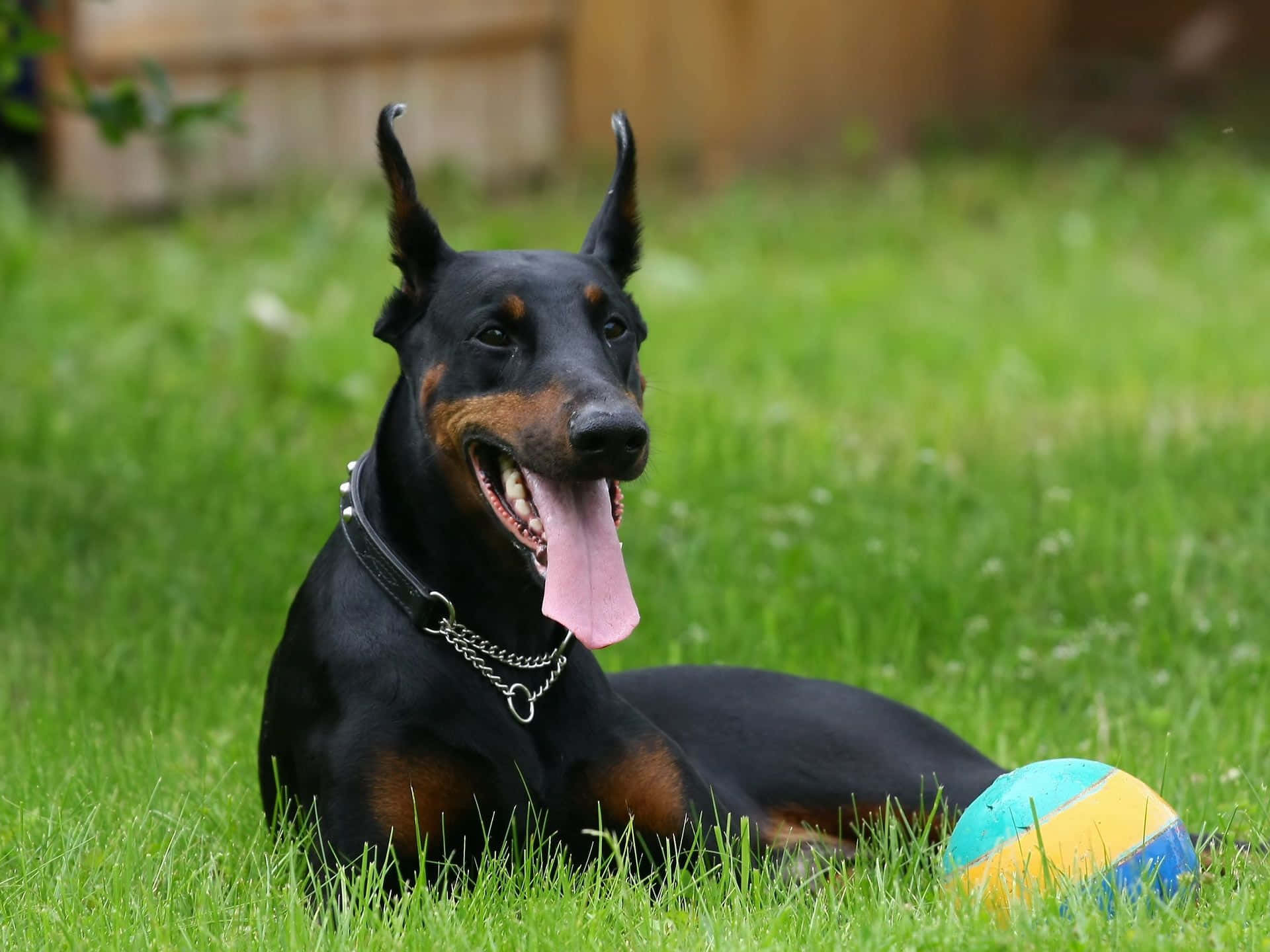 Tongue Out 桌布 壁紙 — 一隻快樂的杜賓犬，豎起耳朵，伸出粉紅色舌頭，在充滿活力的綠色草地上休息，旁邊有一個色彩繽紛的球。