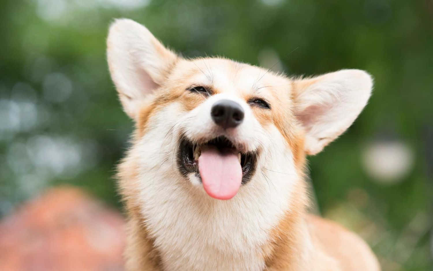 柯基 桌布 壁紙 — 一隻快樂的柯基犬，伸出舌頭，瞇起眼睛，在模糊的綠色背景下展現純粹的快樂。