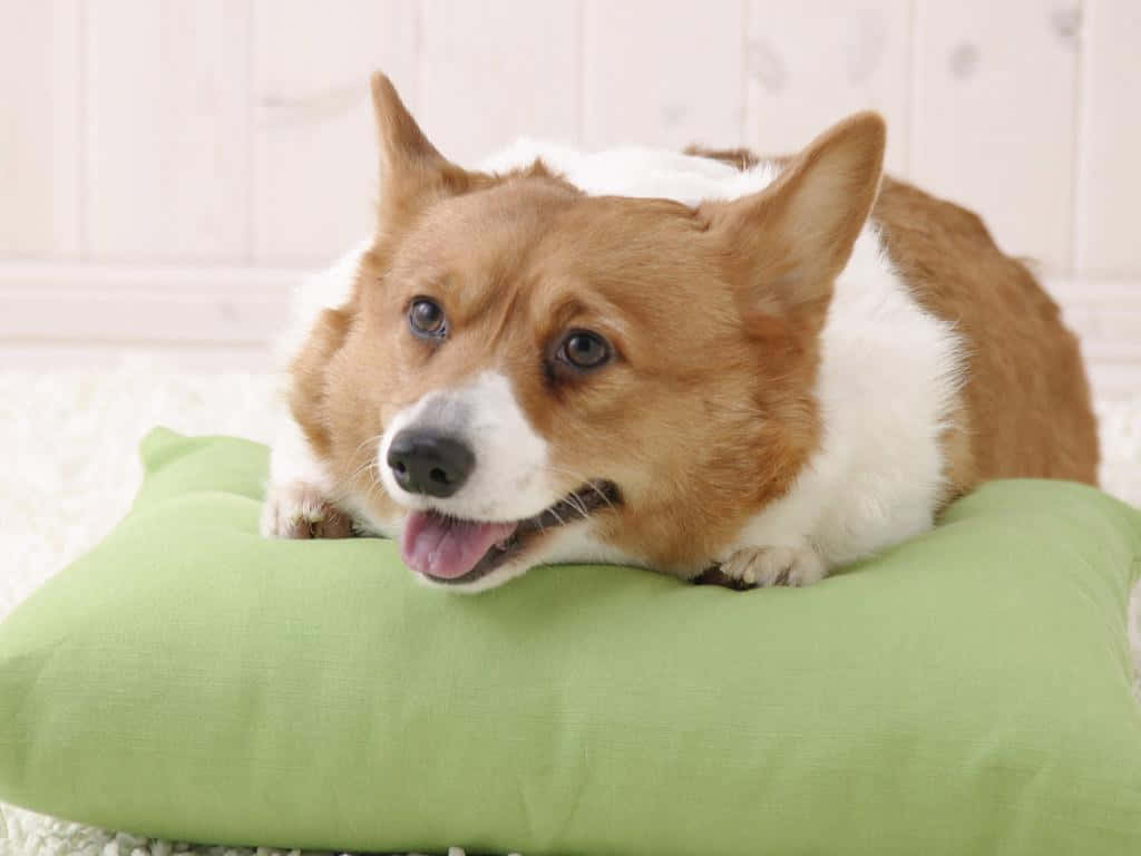 Corgi Funny 桌布 壁紙 — 一隻快樂的柯基犬，毛色棕白相間，頭枕在柔軟的綠色枕頭上，背景是白色木牆。