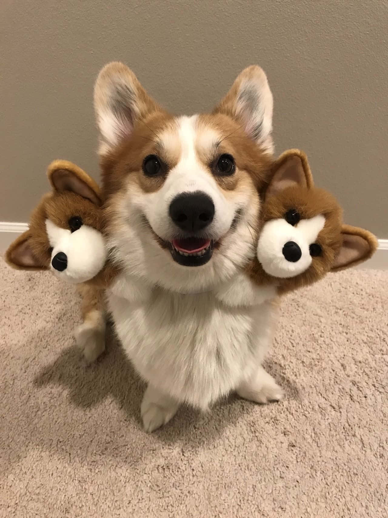 快樂柯基犬享受美好的一天！ 壁紙 — 一隻快樂的柯基犬，肩上放著兩個柯基毛絨玩偶，在地毯上燦爛地微笑。