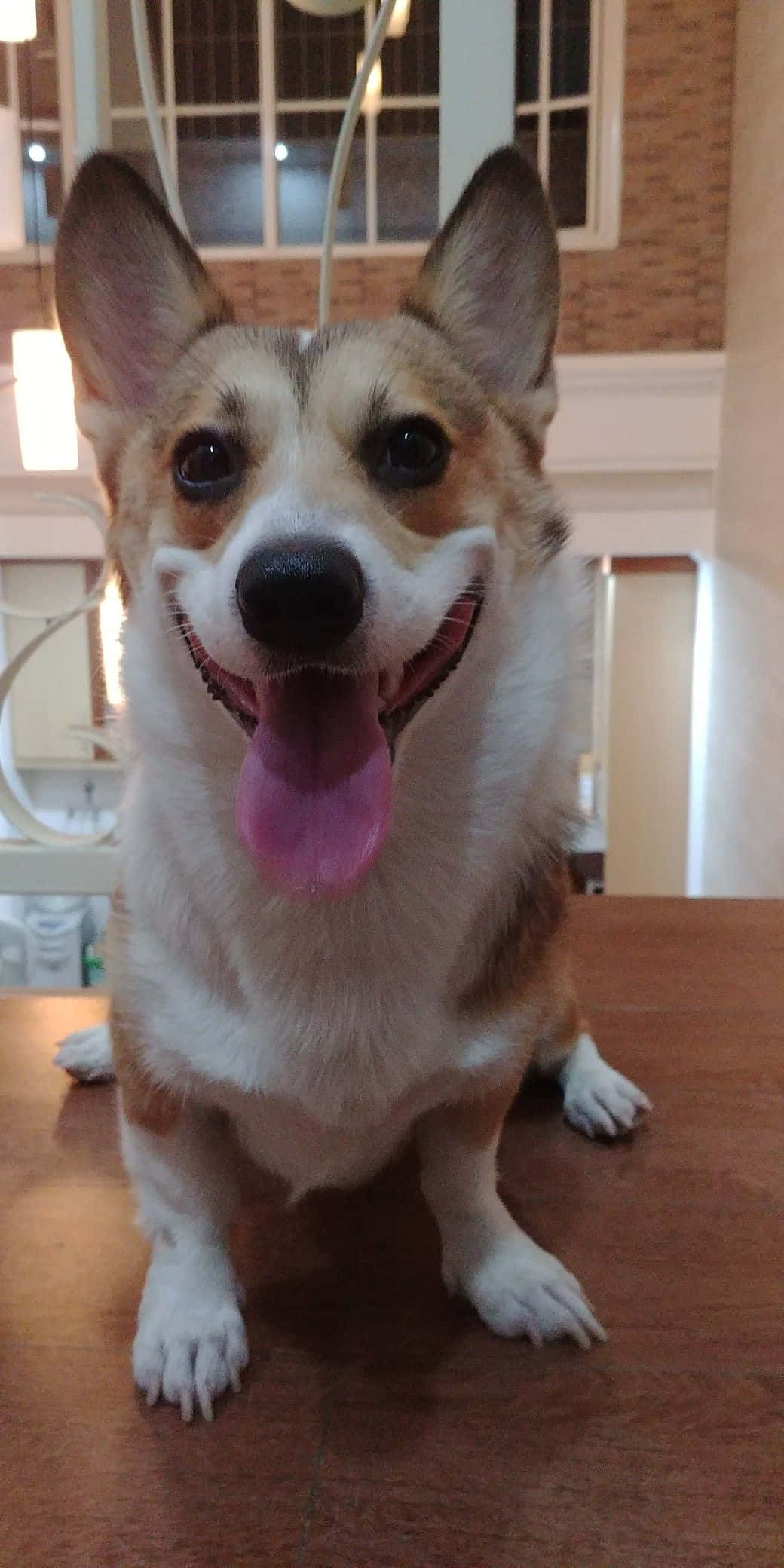 Corgi Funny 桌布 壁紙 — 一隻快樂的柯基犬，豎起耳朵，伸出粉紅色舌頭，坐在室內木桌上，直視鏡頭。
