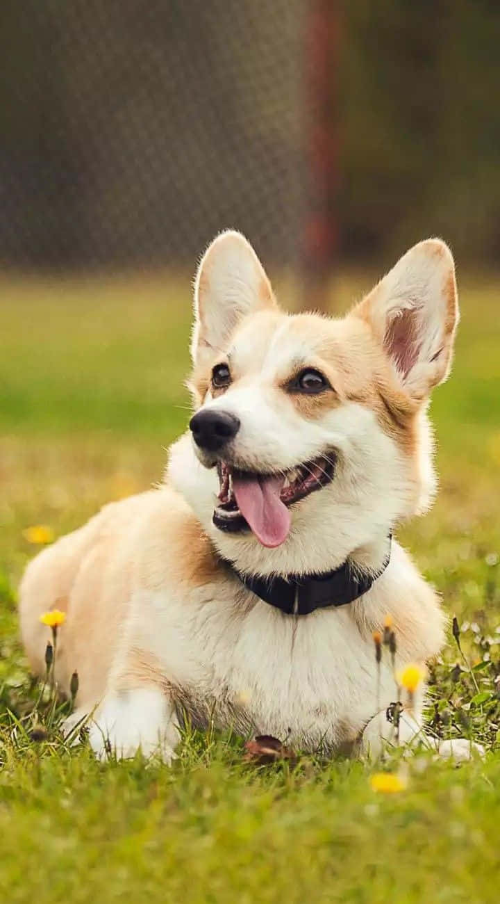 柯基 桌布 壁紙 — 一隻快樂的柯基犬，豎起耳朵，伸出舌頭，躺在點綴著黃色蒲公英的綠色草地上。