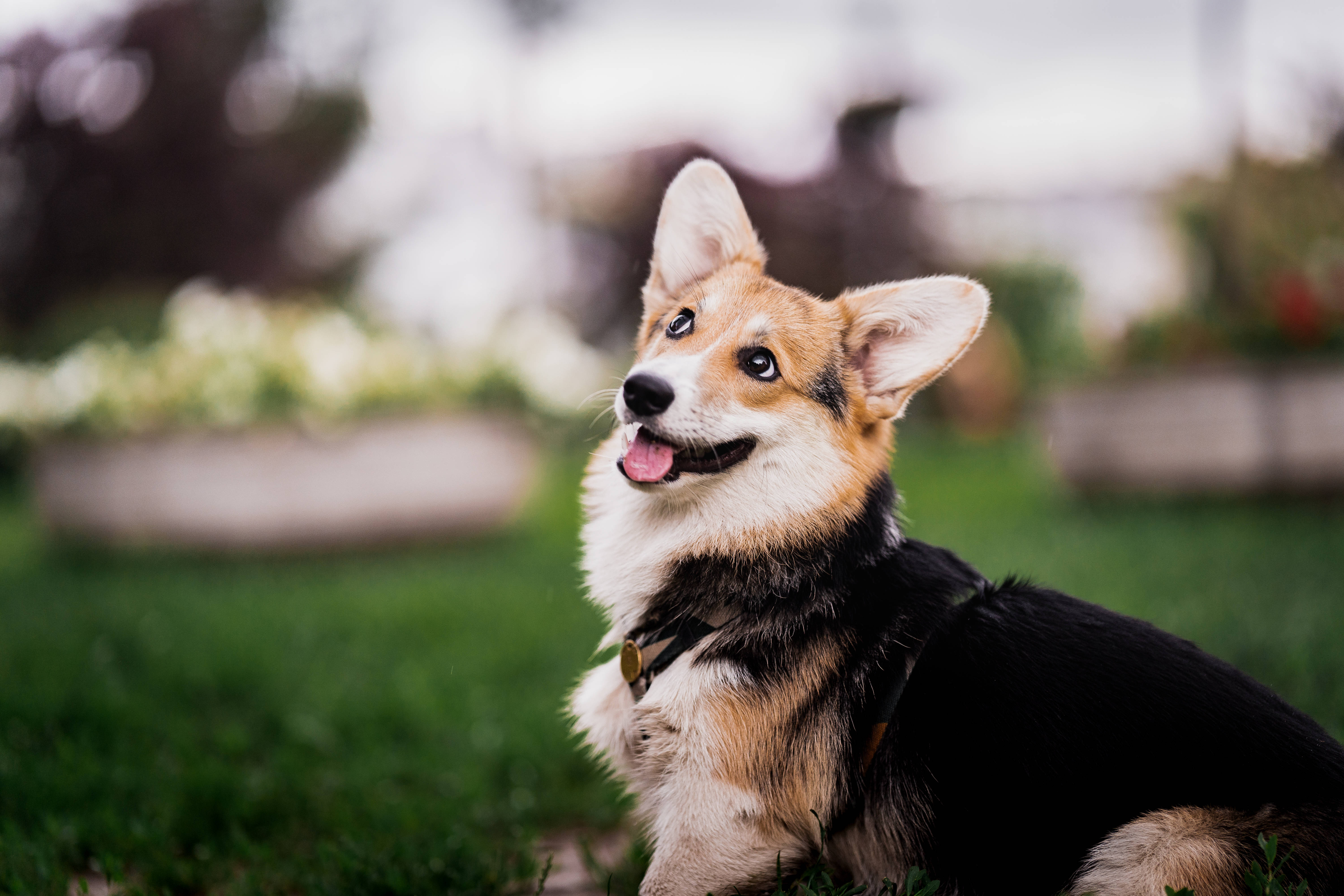 柯基 桌布 壁紙 — 一隻快樂的柯基犬，豎起耳朵，伸出粉紅色舌頭，坐在鮮綠色的草地上，用明亮的眼睛向上凝視。