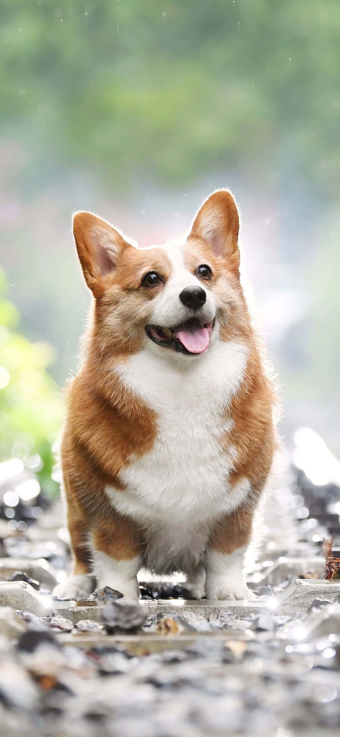 柯基 桌布 壁紙 — 一隻快樂的柯基犬，豎起耳朵，伸出粉紅色的舌頭，在濕漉漉的鵝卵石小徑上，在柔軟的綠色樹葉下燦爛地微笑。