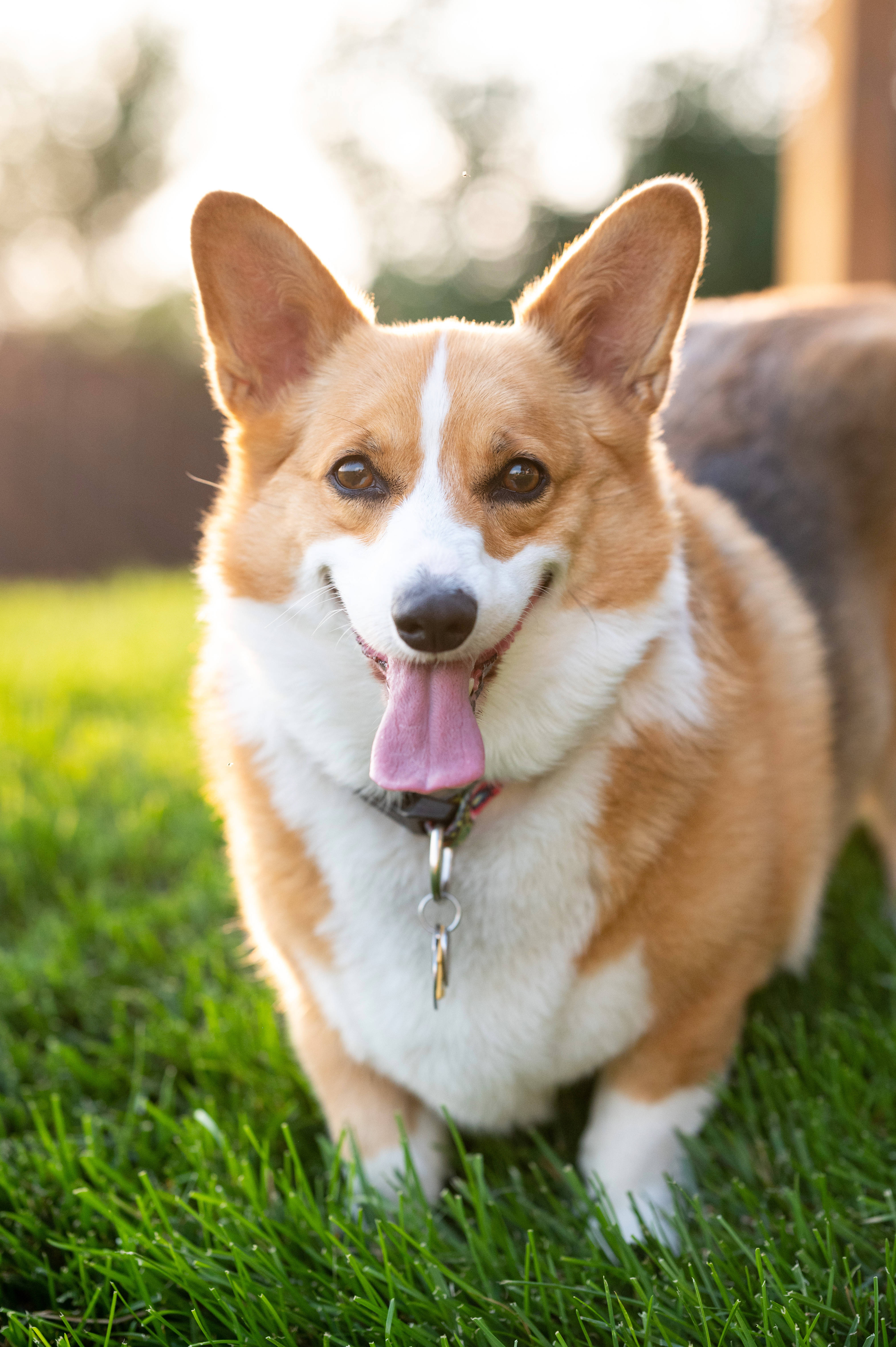 柯基 桌布 壁紙 — 一隻快樂的柯基犬，豎起耳朵，伸出舌頭，站在沐浴在溫暖金色陽光下的鮮綠色草地上。