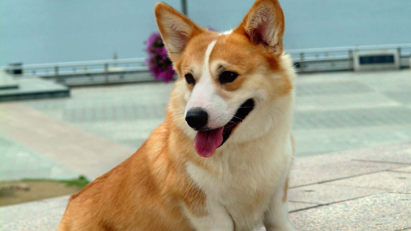 柯基 桌布 壁紙 — 一隻快樂的柯基犬，豎起耳朵，伸出舌頭，坐在石頭廣場上，沐浴在柔和日光下。