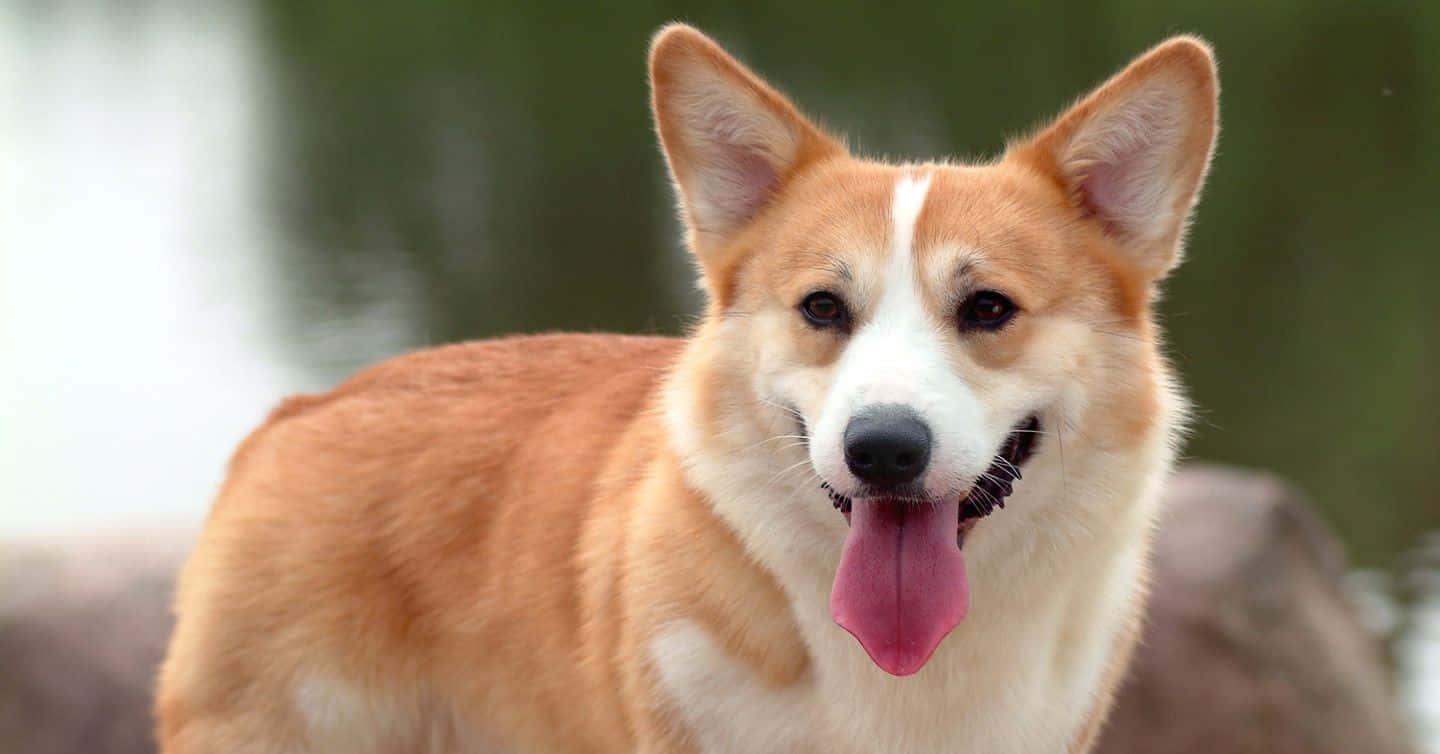 柯基 桌布 壁紙 — 一隻快樂的柯基犬，豎起耳朵，伸出粉紅色舌頭，站在柔和焦點的自然環境中。