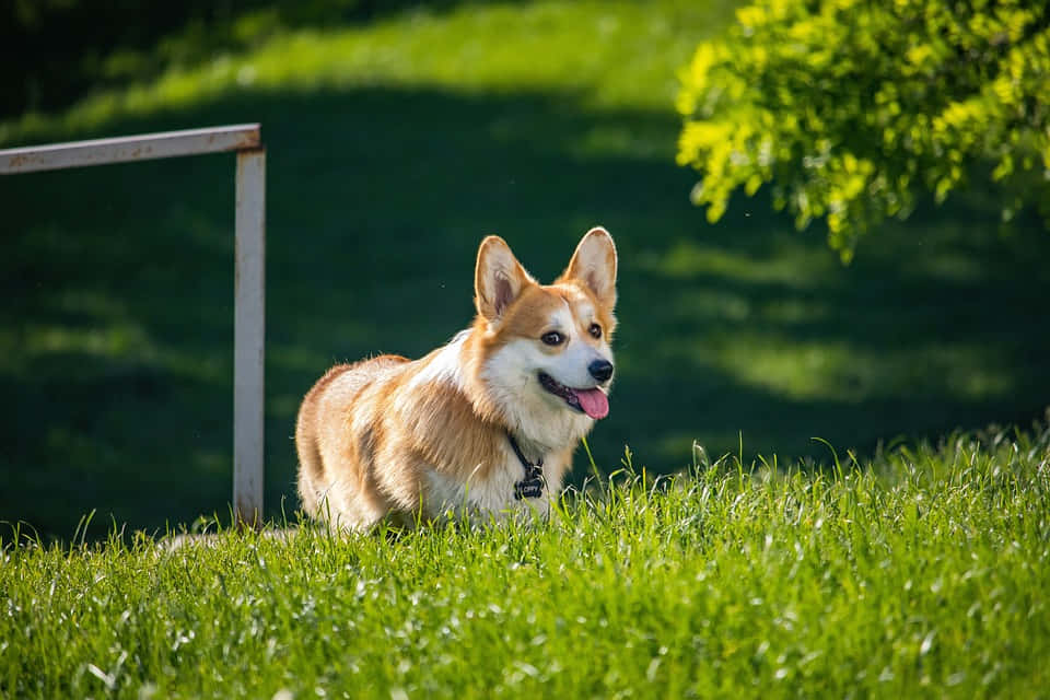 狗 桌布 壁紙 — 一隻快樂的柯基犬，豎起耳朵，伸出粉紅色舌頭，在明媚陽光下躺在鮮綠的草地上休息。