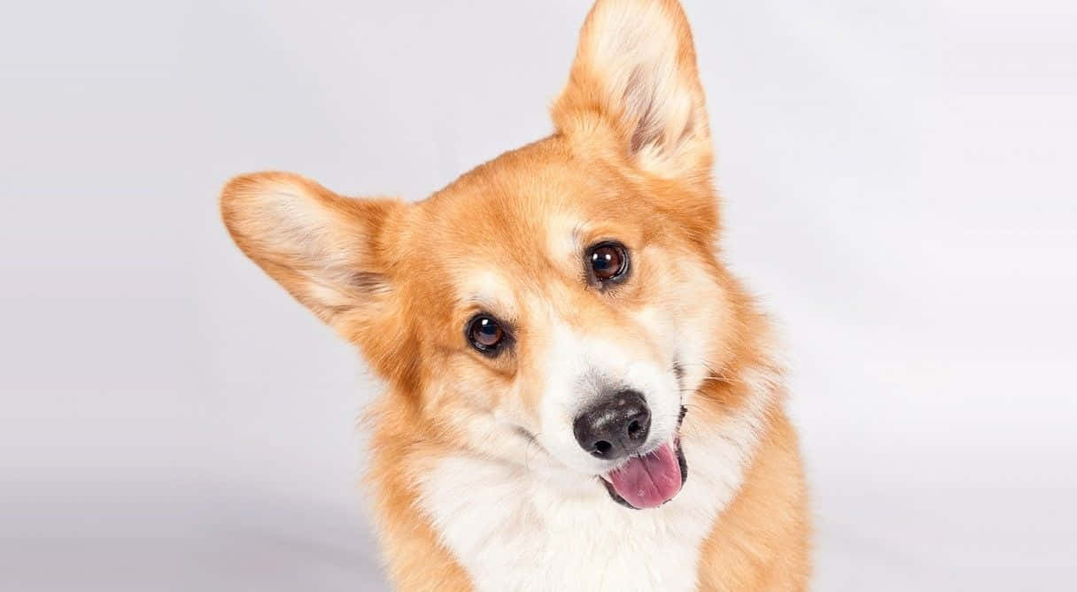 柯基 桌布 壁紙 — 一隻快樂的柯基犬，豎起耳朵，伸出粉紅色舌頭，在純白色背景前。
