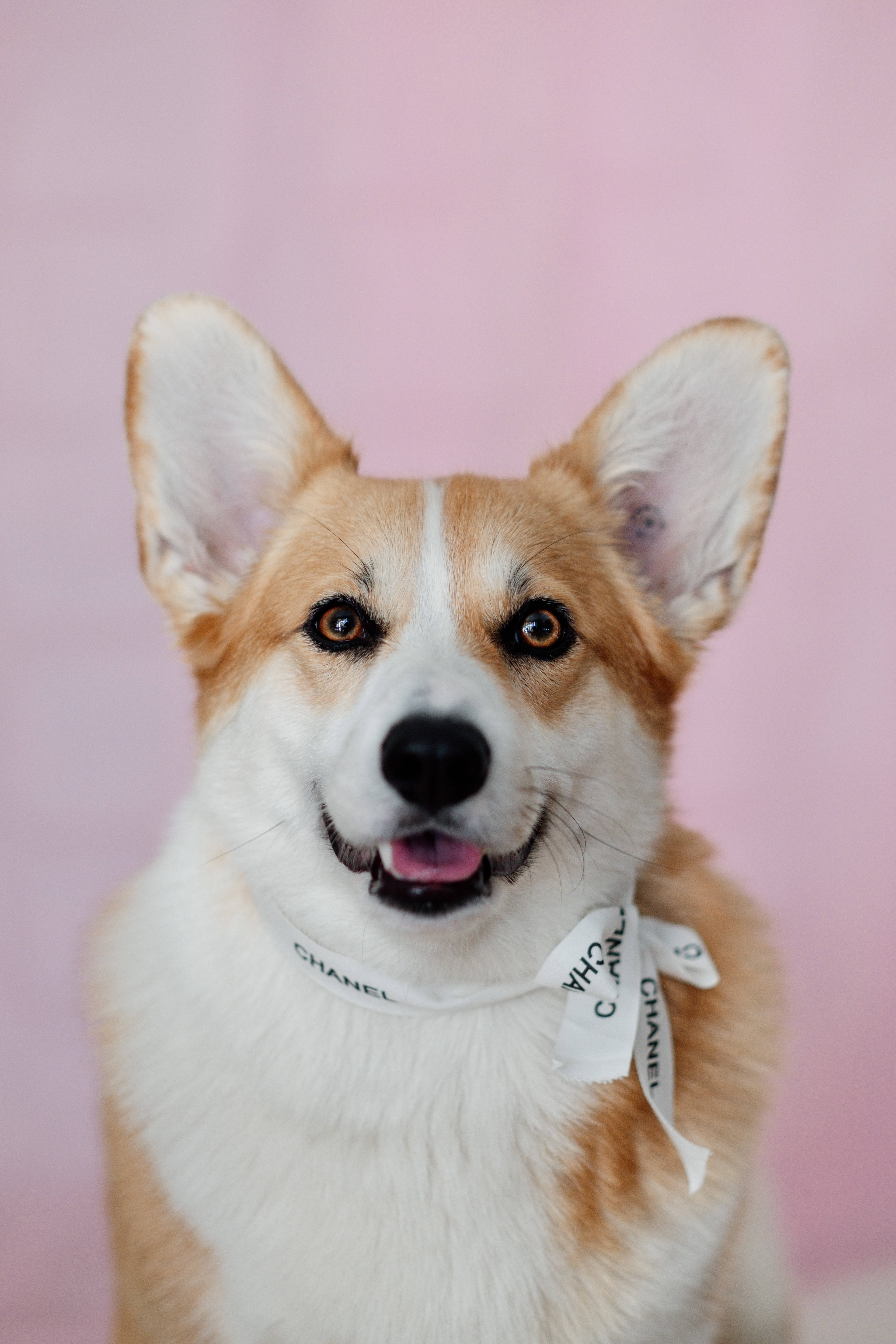 柯基 桌布 壁紙 — 一隻快樂的柯基犬，豎起耳朵，戴著白色 Chanel 頭巾，在柔和的粉紅色背景上微笑。