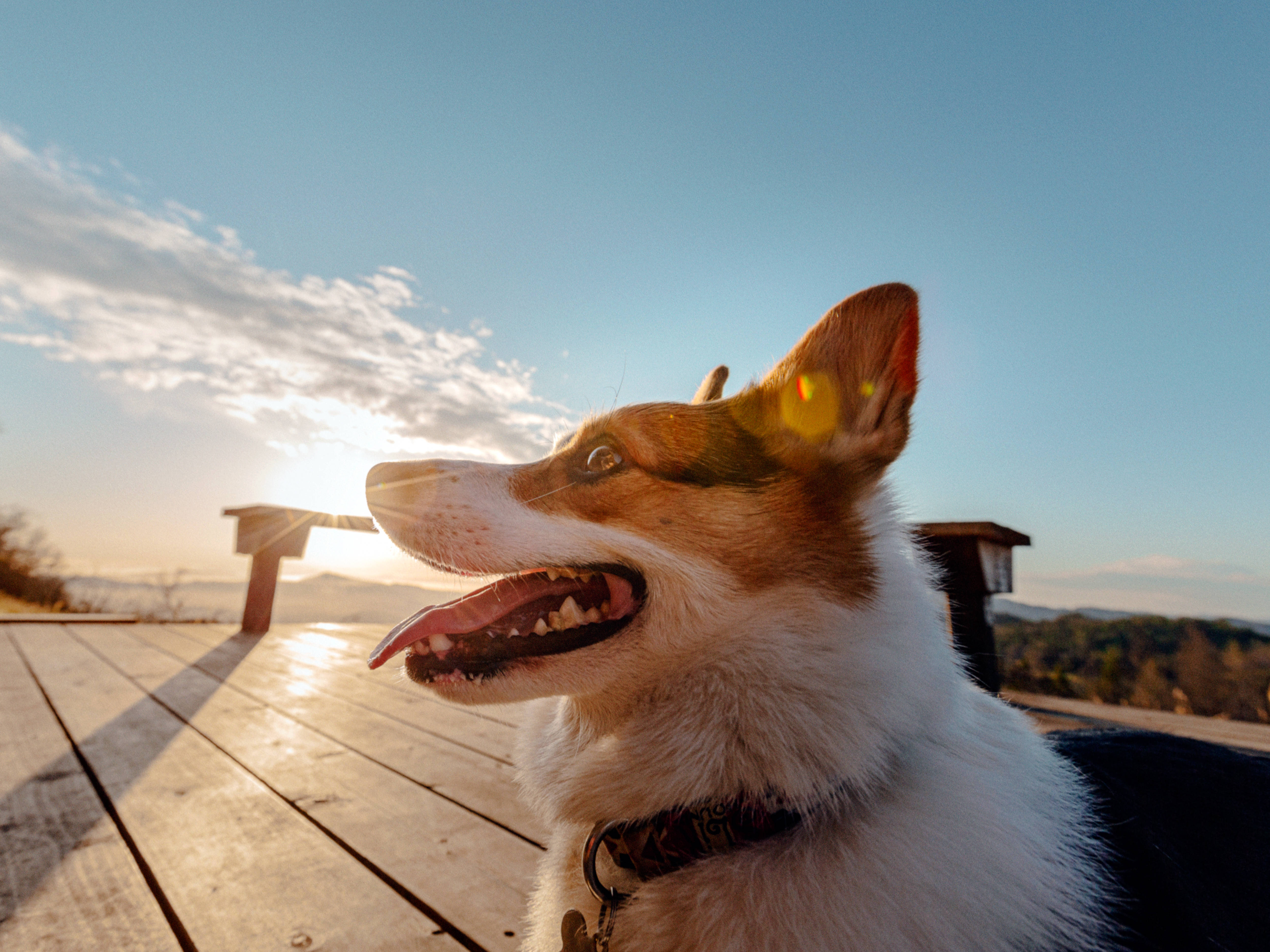 柯基 桌布 壁紙 — 一隻快樂的柯基犬伸出舌頭，凝視著太陽落在木甲板上，遠處有山丘。