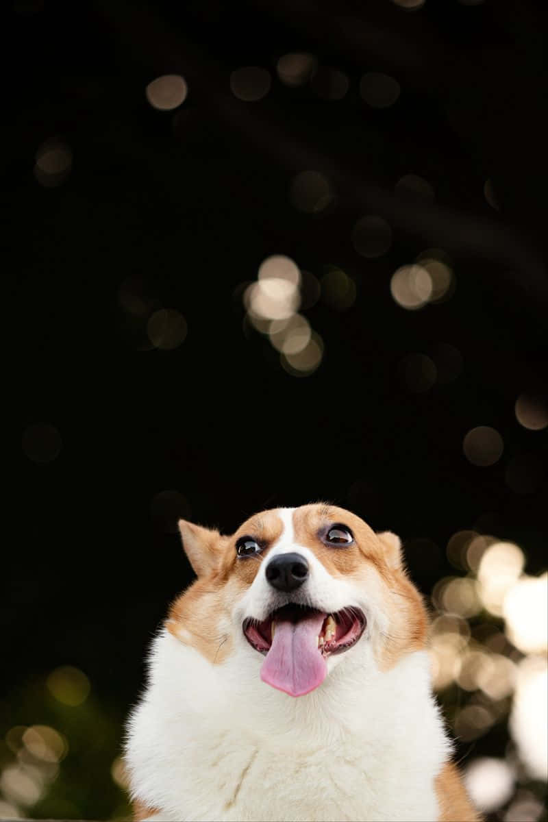 柯基 桌布 壁紙 — 一隻快樂的柯基犬伸出舌頭，在黑暗背景中向上凝視著發光的散景燈光。