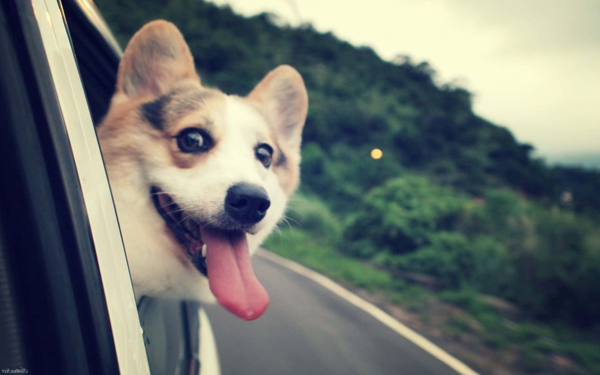 柯基 桌布 壁紙 — 一隻快樂的柯基犬伸出舌頭，從車窗探出頭來，背景是模糊的綠色山路。