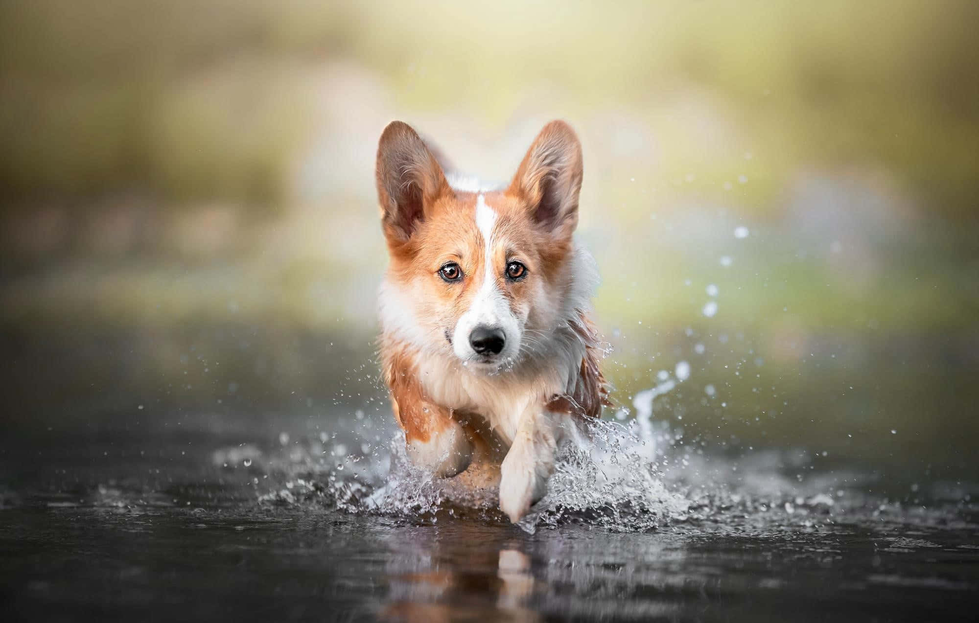柯基 桌布 壁紙 — 一隻快樂的柯基犬在淺水中奔跑，濺起水花圍繞爪子，背景是模糊的自然景色。