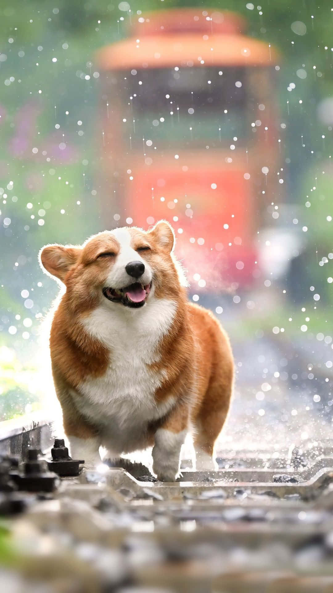 柯基 桌布 壁紙 — 一隻快樂的柯基犬在濕漉漉的火車軌道上快樂地奔跑，雨滴在牠周圍閃爍，背景有一列模糊的橙色火車。