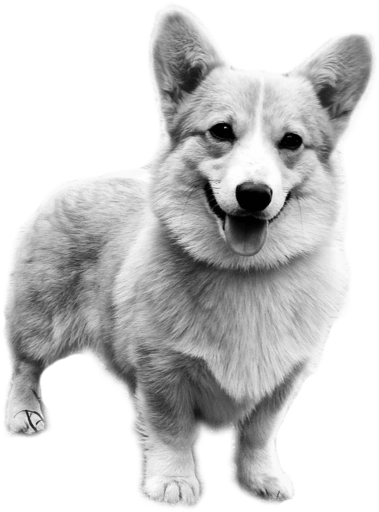 柯基 桌布 壁紙 — 一隻快樂的柯基犬在純黑色背景下，張嘴伸舌微笑的醒目黑白照片。