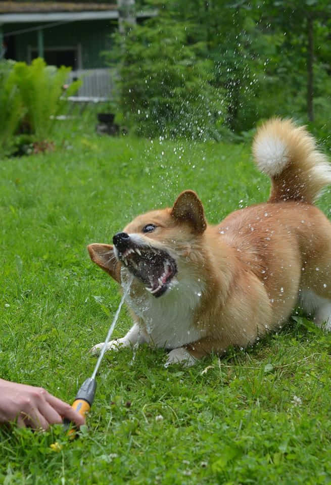 柯基 桌布 壁紙 — 一隻快樂的柯基犬在翠綠的後院中頑皮地咬著噴水的軟管。