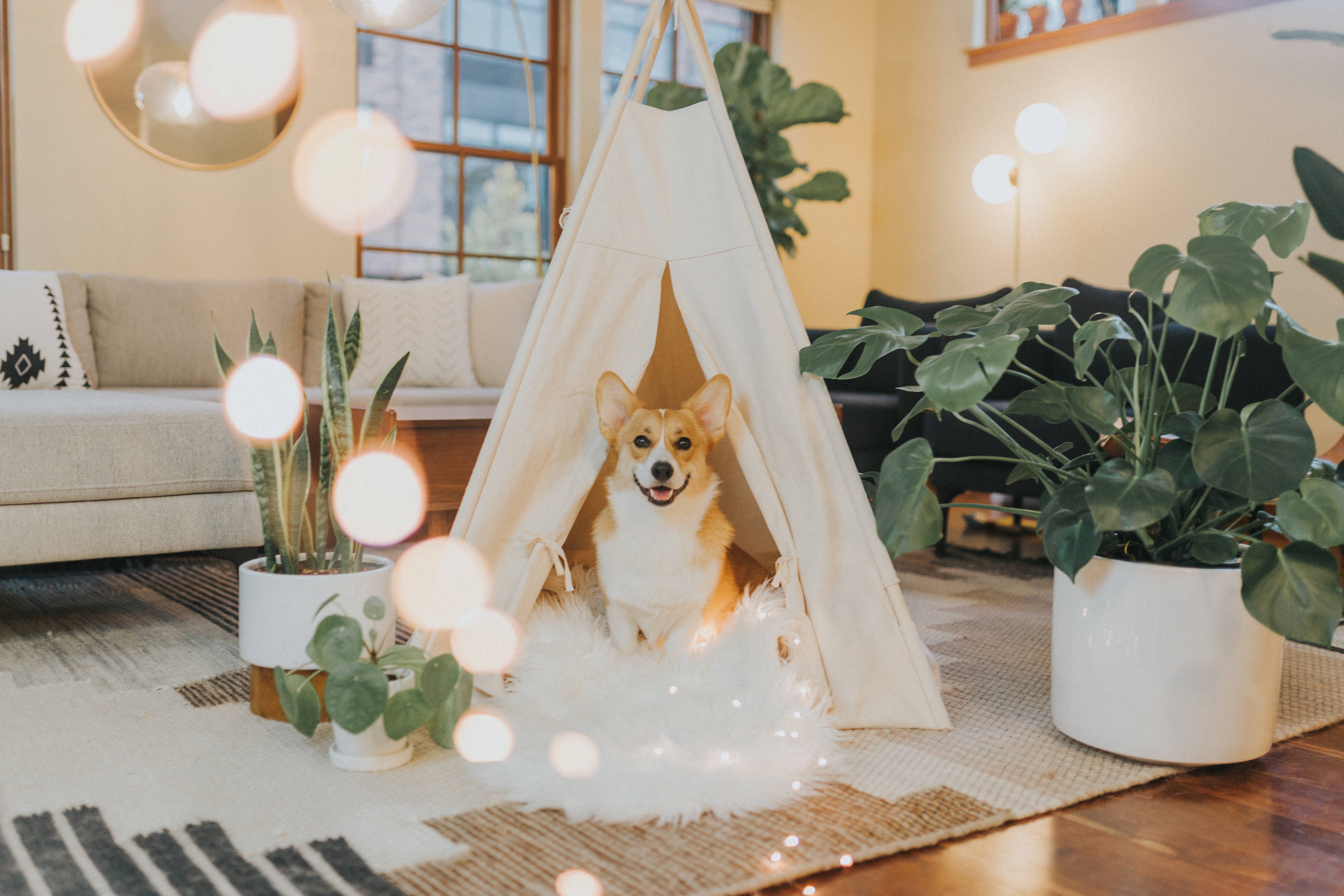 柯基 桌布 壁紙 — 一隻快樂的柯基犬在舒適的白色帳篷裡微笑，周圍環繞著茂盛的綠色植物和柔和的光暈，在溫暖的客廳中。
