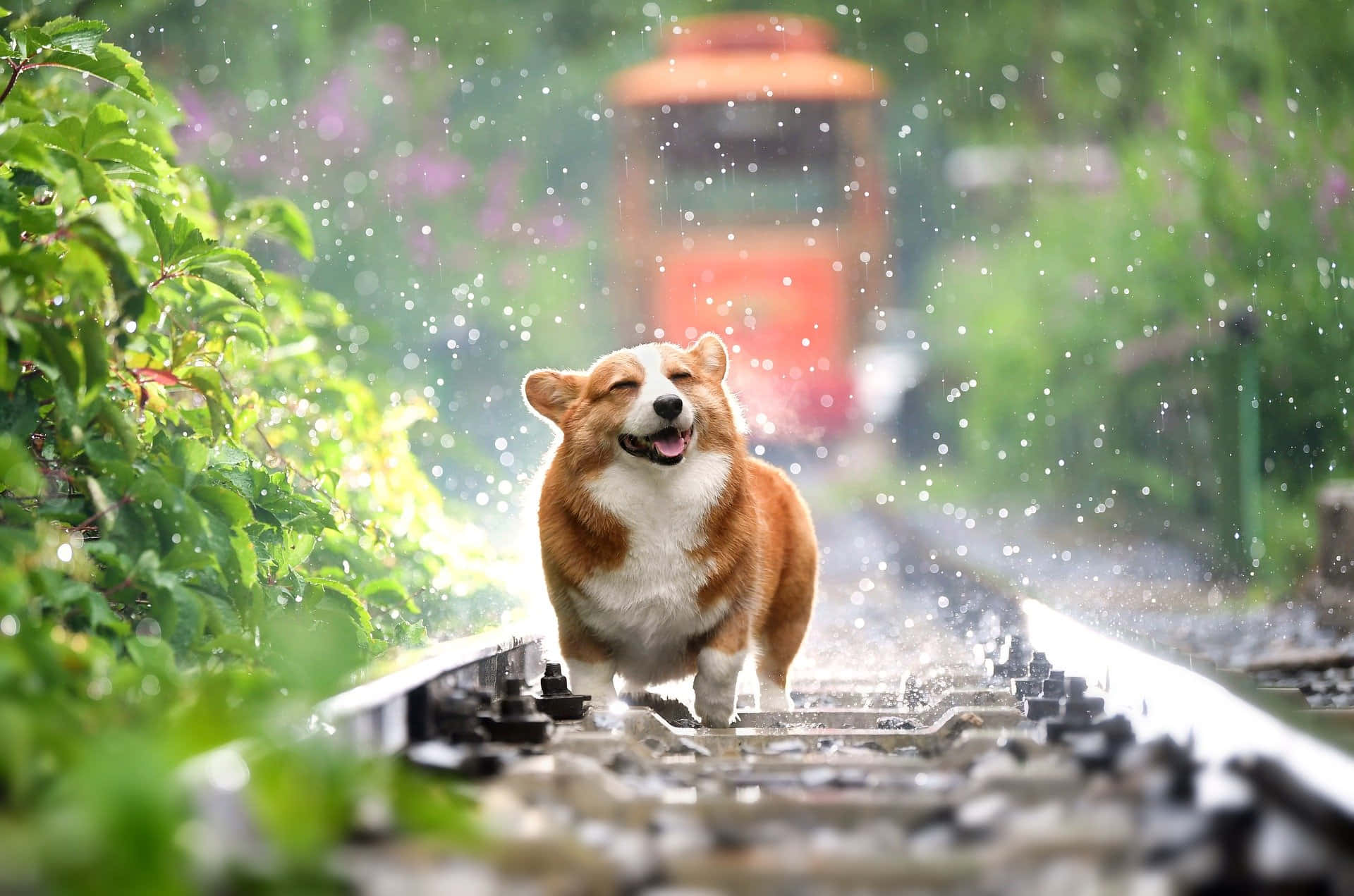 一隻快樂的柯基犬在雨林中濕漉漉的火車軌道上奔跑。 — 下雨 GIF 壁紙