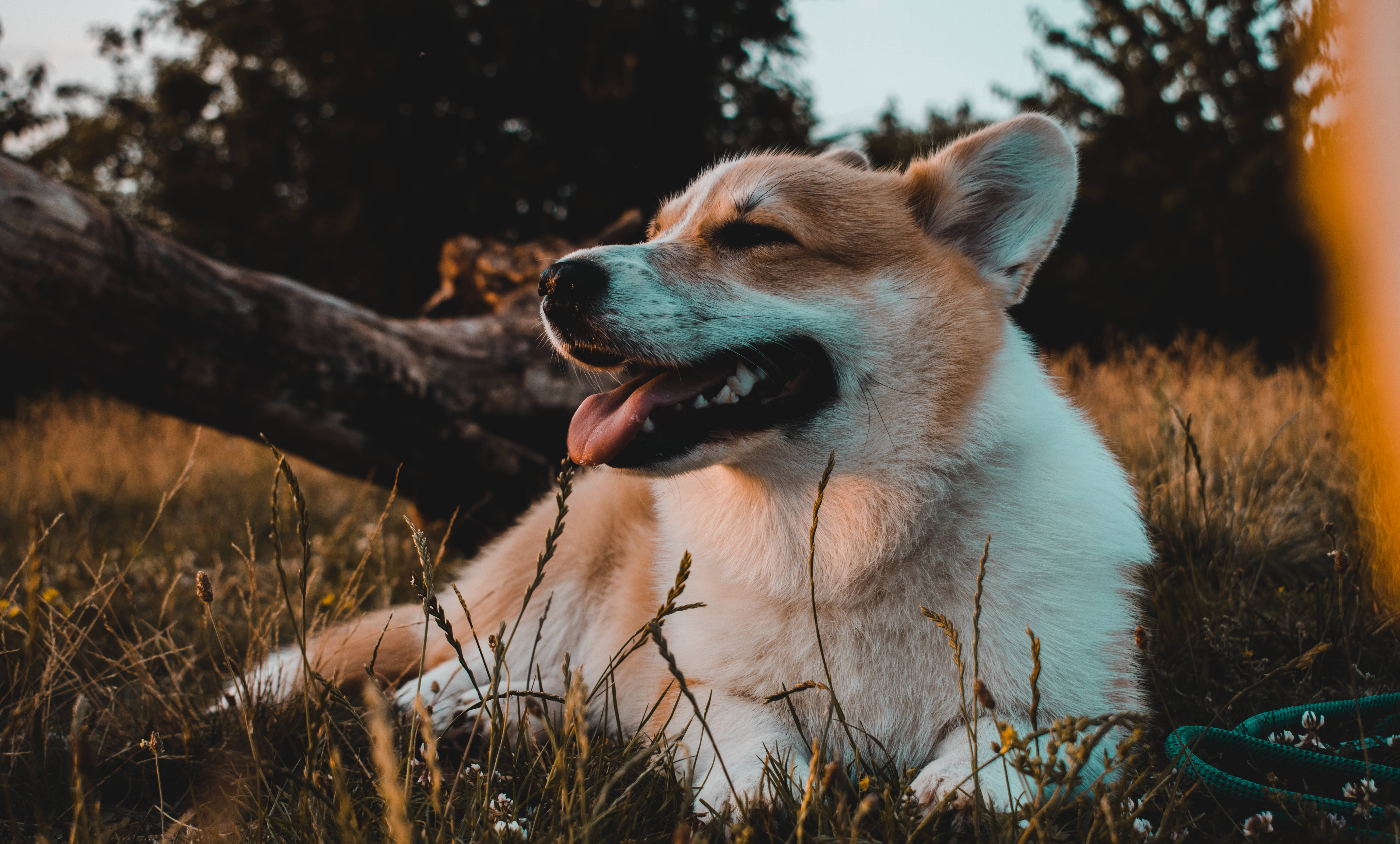 柯基 桌布 壁紙 — 一隻快樂的柯基犬在金色草地上閉著眼睛休息，享受溫暖的日落光線。
