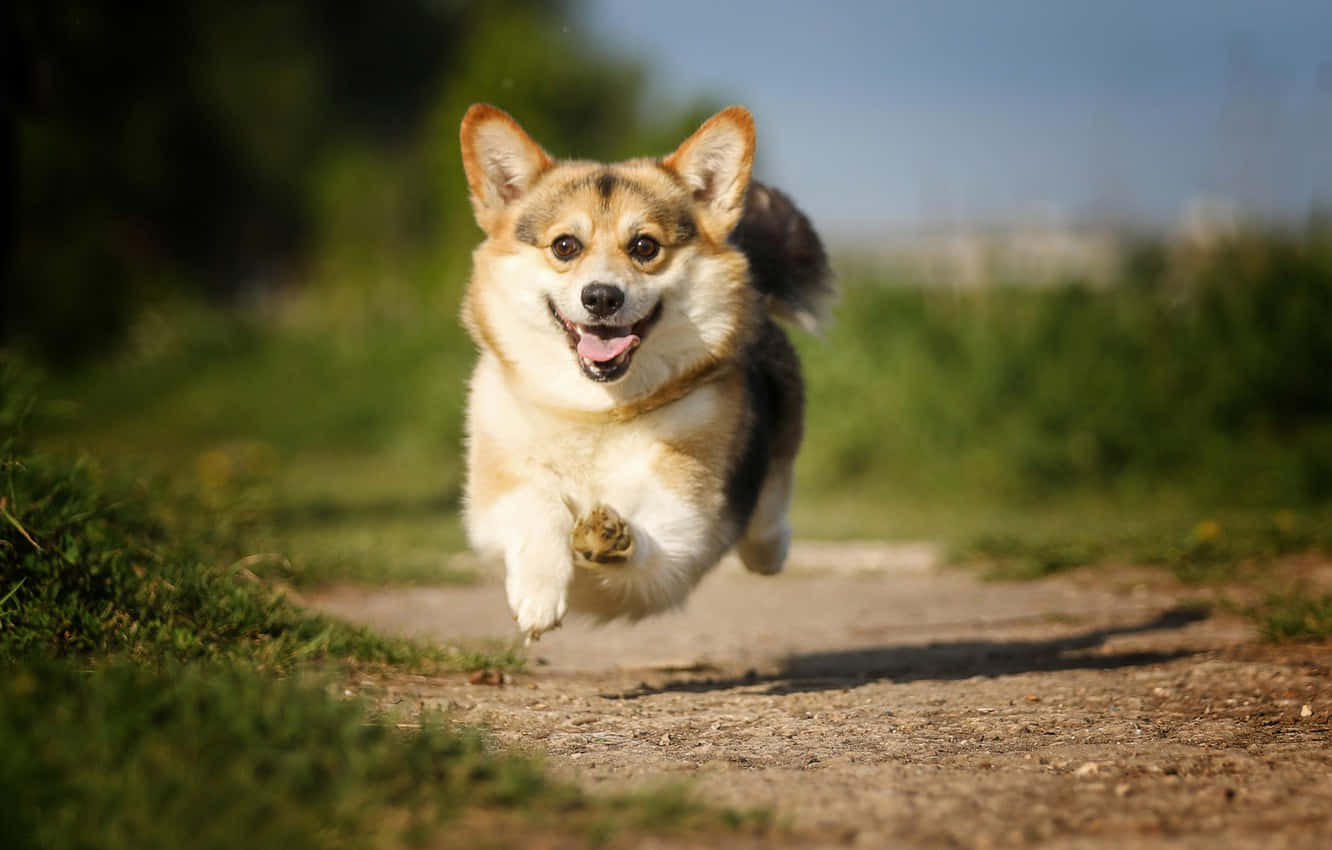 狗 桌布 壁紙 — 一隻快樂的柯基犬在陽光明媚的泥土路上跳躍，背景有綠草和模糊的樹木。