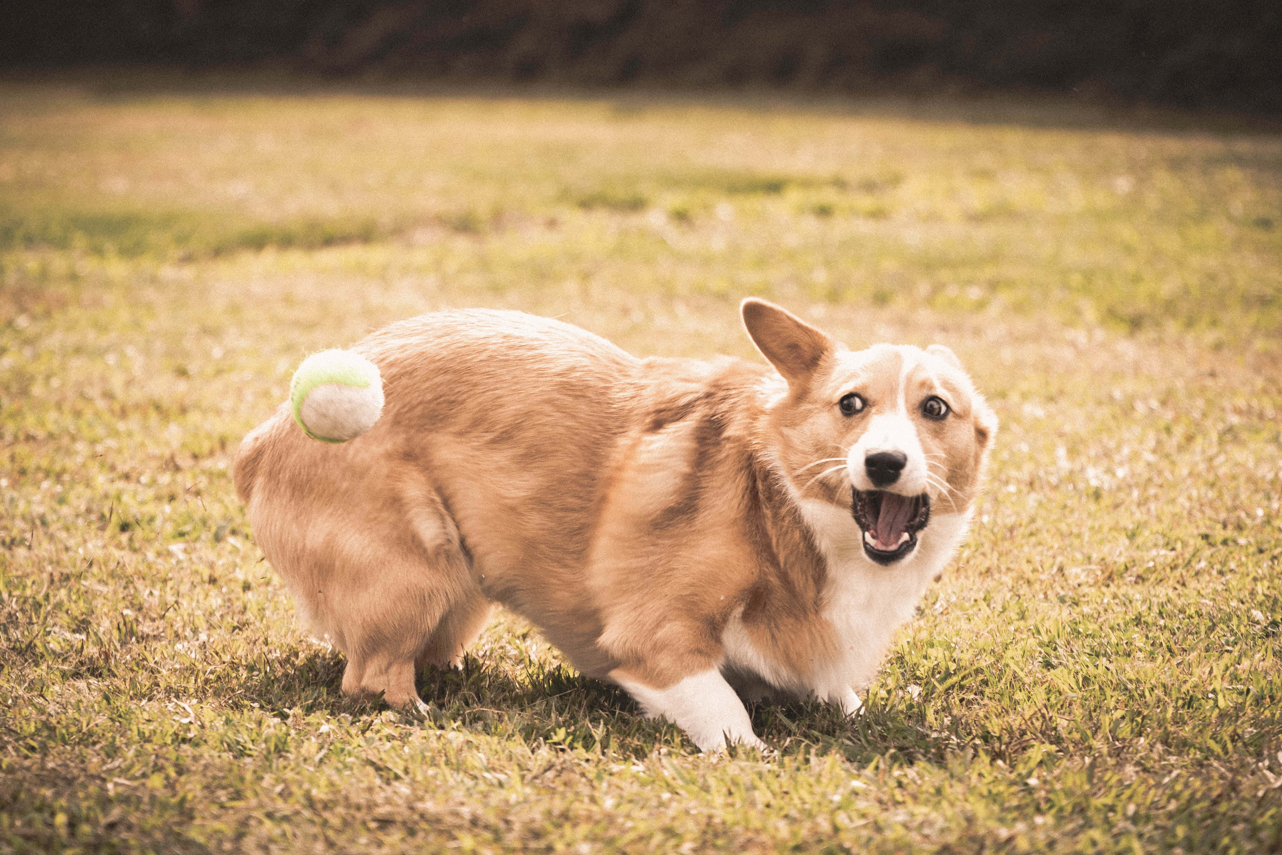 狗 桌布 壁紙 — 一隻快樂的柯基犬在陽光明媚的草地上奔跑，尾巴上黏著一個網球。