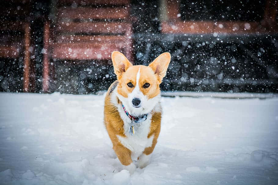 狗 桌布 壁紙 — 一隻快樂的柯基犬在飄雪中奔跑，眼睛明亮，耳朵豎起，背景是模糊的木質背景。