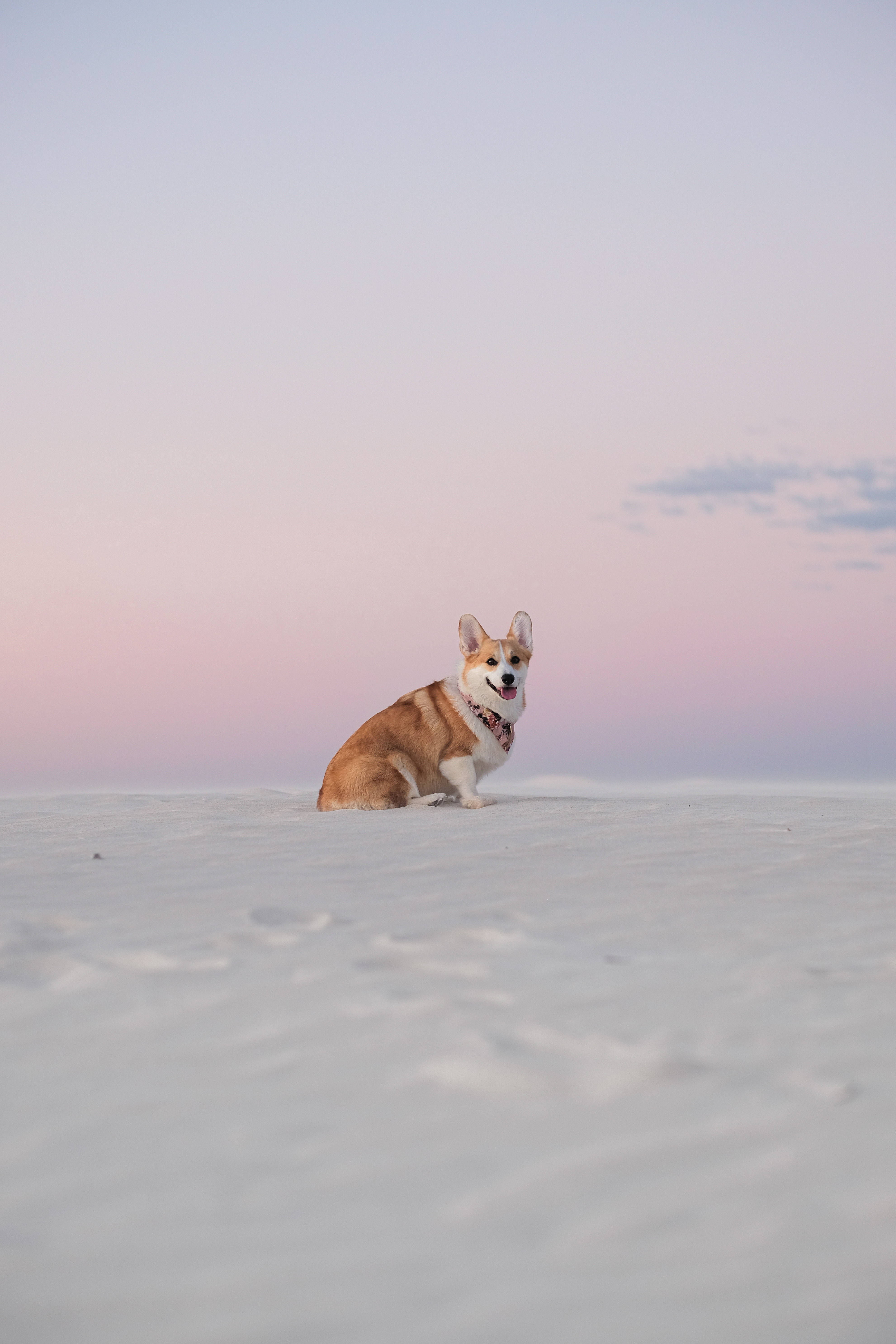 柯基 桌布 壁紙 — 一隻快樂的柯基犬坐在柔軟的白沙上，背景是粉彩粉紅和薰衣草色的日落天空。
