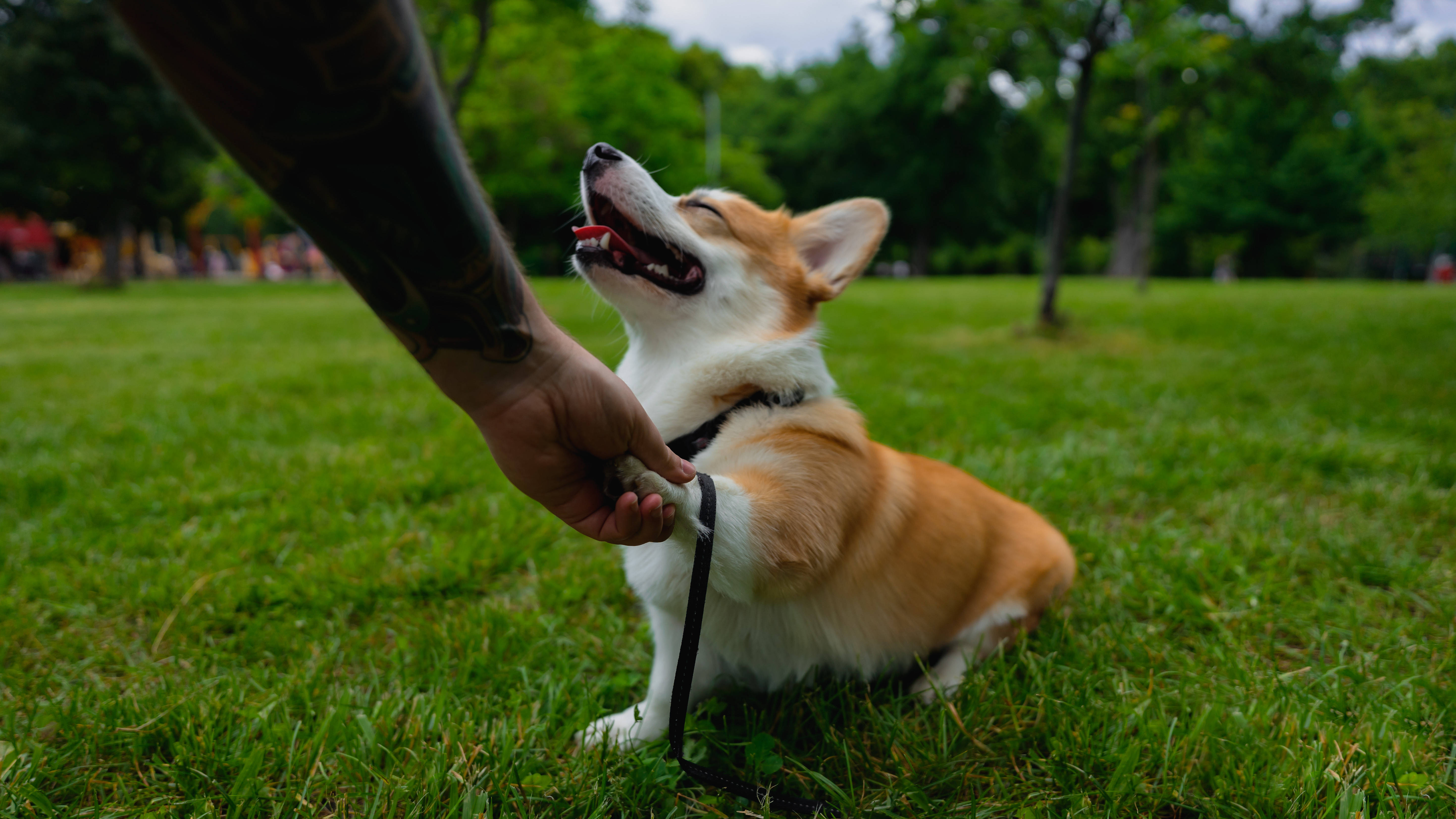 柯基 桌布 壁紙 — 一隻快樂的柯基犬坐在茂盛的綠草地上，頑皮地伸手去接一個有刺青的人手遞出的零食。