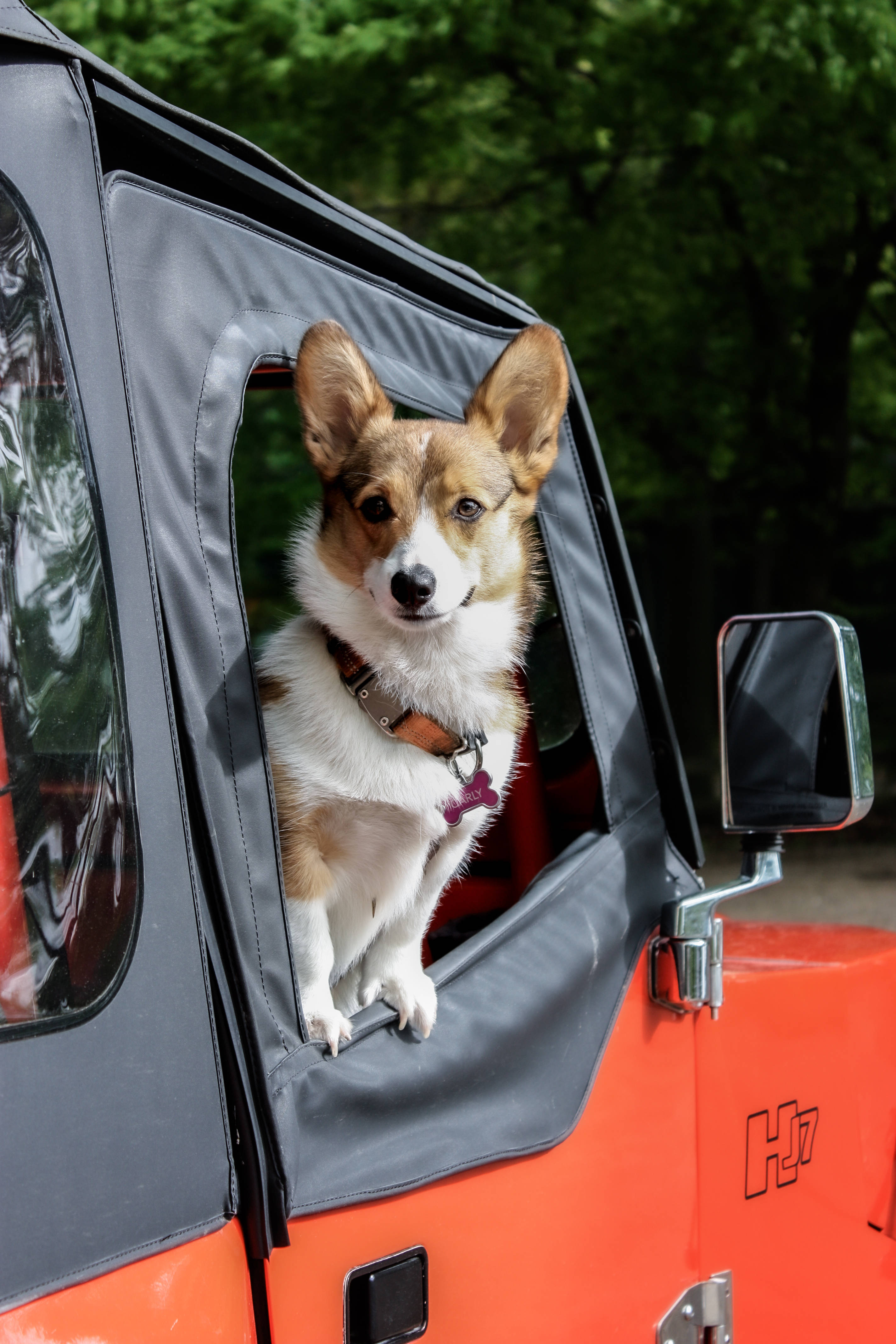柯基 桌布 壁紙 — 一隻快樂的柯基犬從一輛亮橙色吉普車的車窗探出頭來，背景是茂密的綠樹。