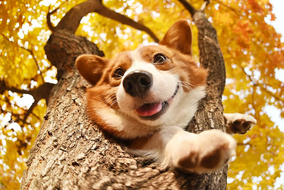狗 桌布 壁紙 — 一隻快樂的柯基犬從被金色秋葉環繞的樹幹中頑皮地探出頭來。