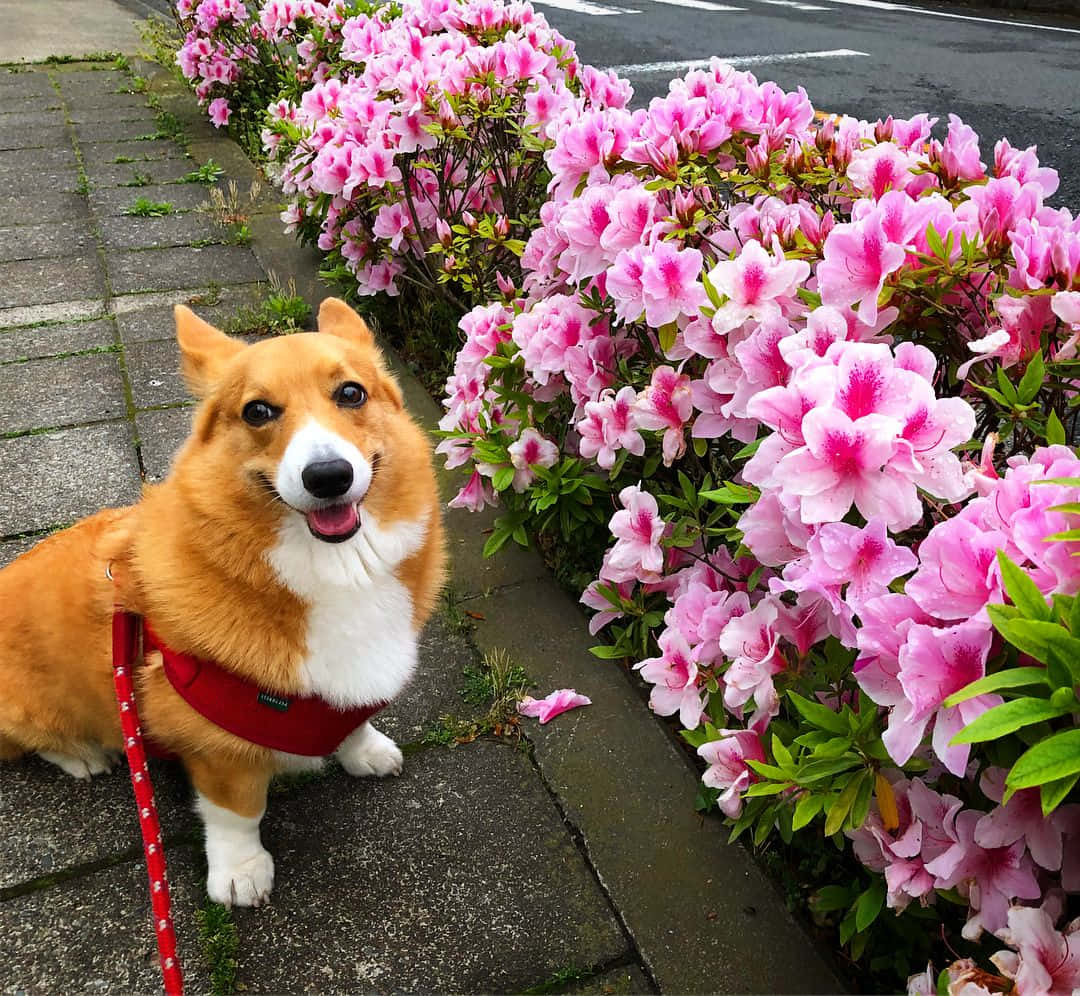 柯基 桌布 壁紙 — 一隻快樂的柯基犬戴著紅色胸背帶，坐在石徑上，旁邊是盛開的粉紅色花叢。